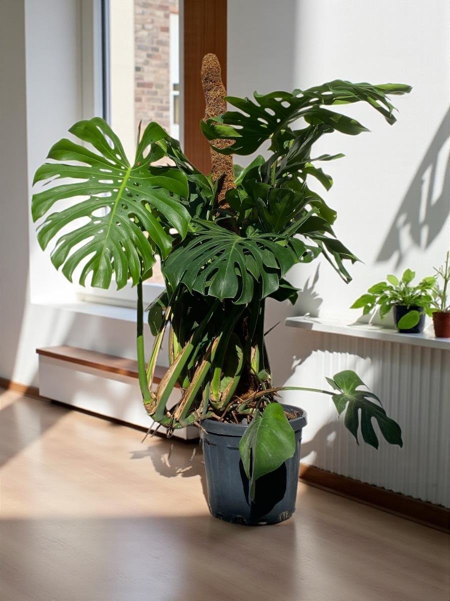 Monstera Deliciosa Deve Tabanı XxL Büyük Boy 160 cm