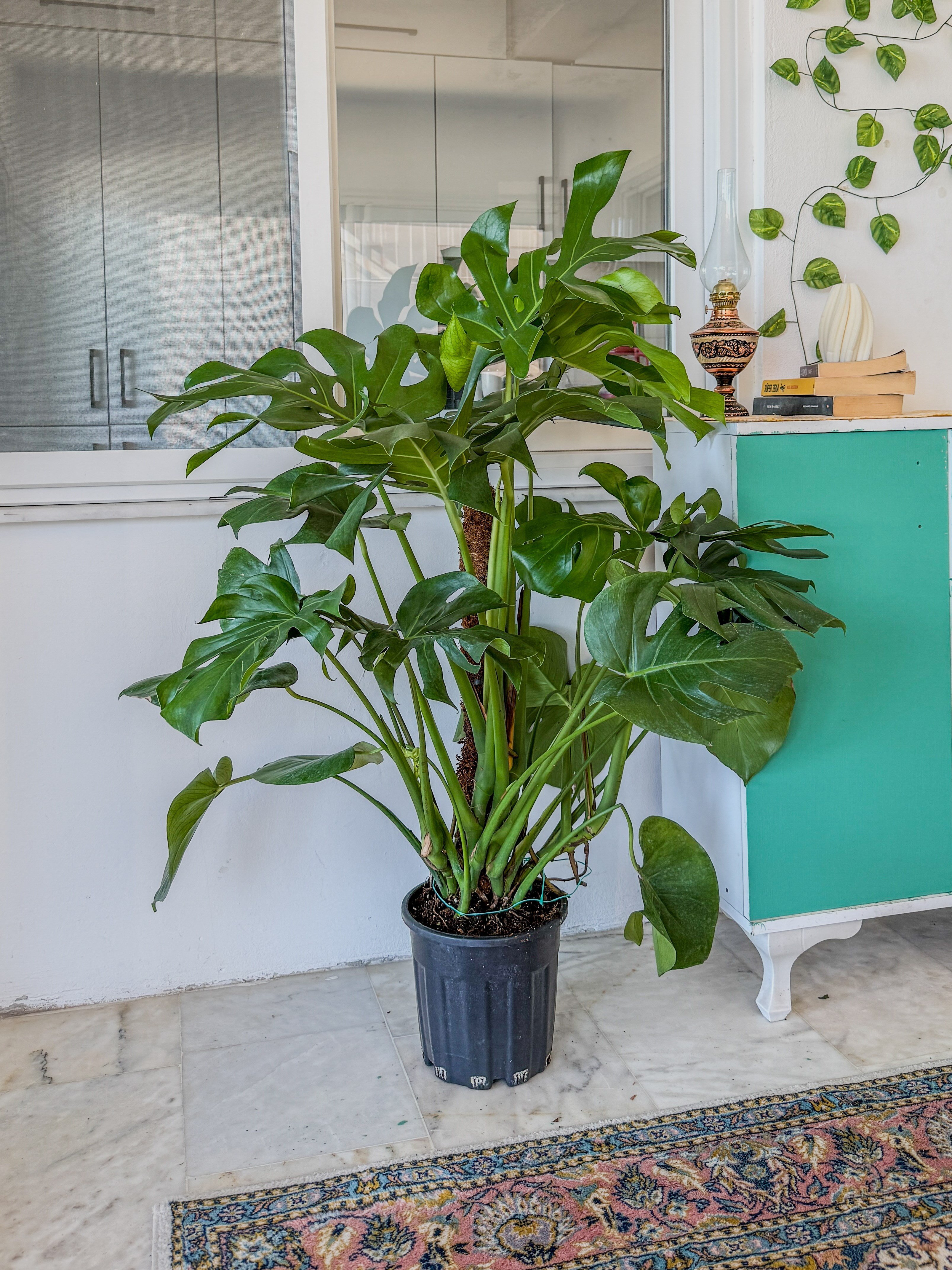 Monstera Deliciosa Yosun Gövdeli (Deve Tabanı) 120 - 150 cm – Tropikal İhtişam 🌿