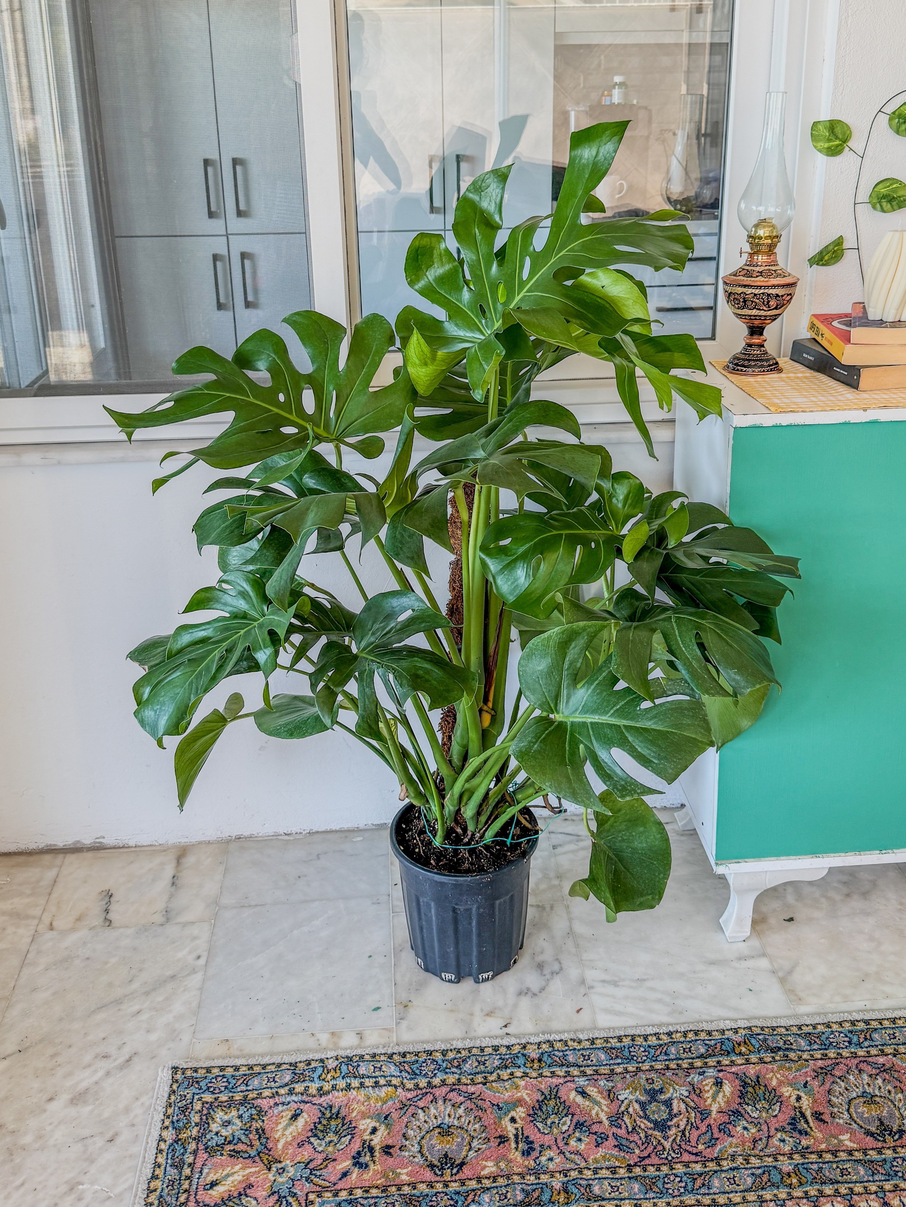 Monstera Deliciosa Yosun Gövdeli (Deve Tabanı) 120 - 150 cm – Tropikal İhtişam 🌿