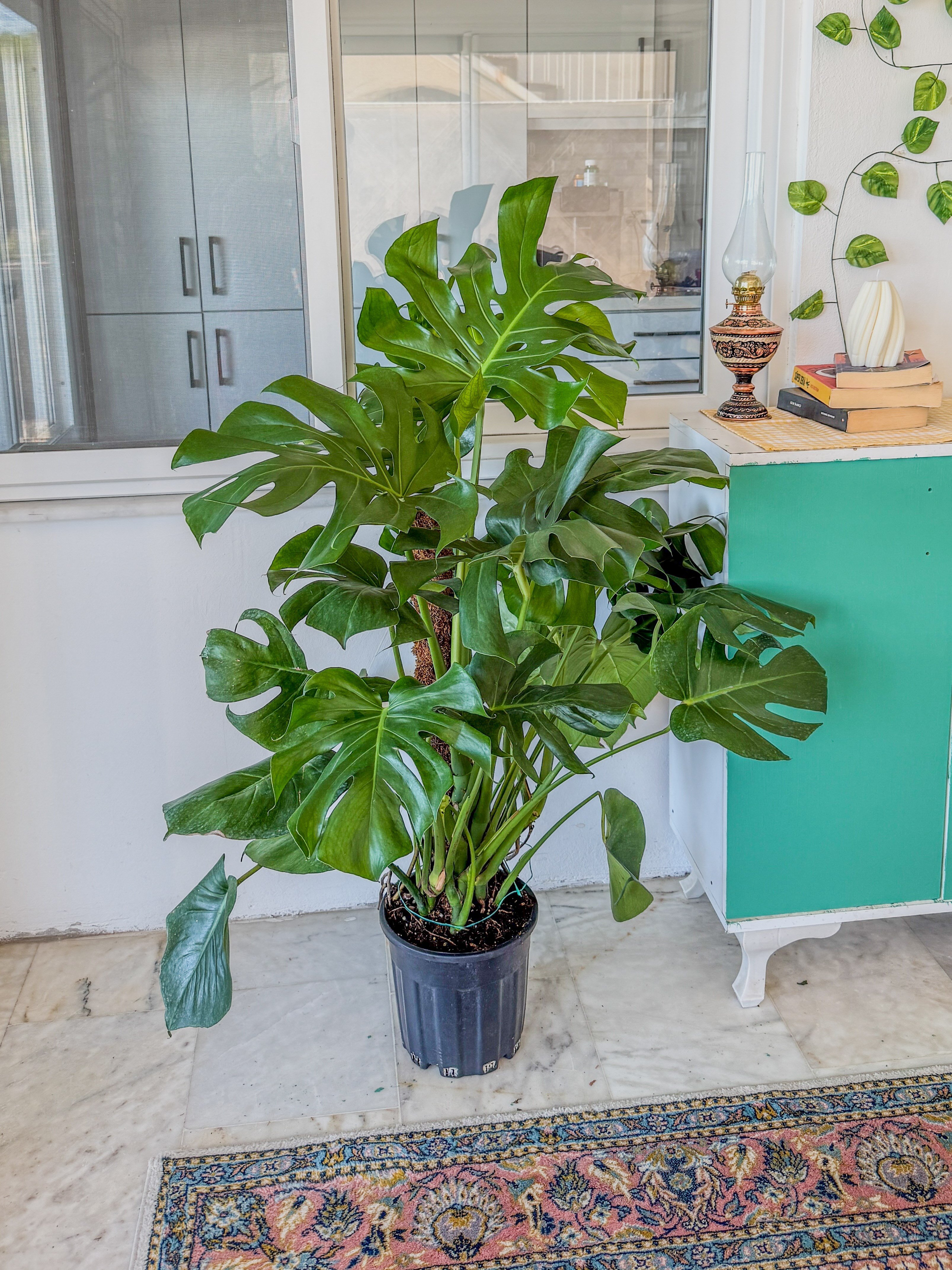 Monstera Deliciosa Yosun Gövdeli (Deve Tabanı) 120 - 150 cm – Tropikal İhtişam 🌿