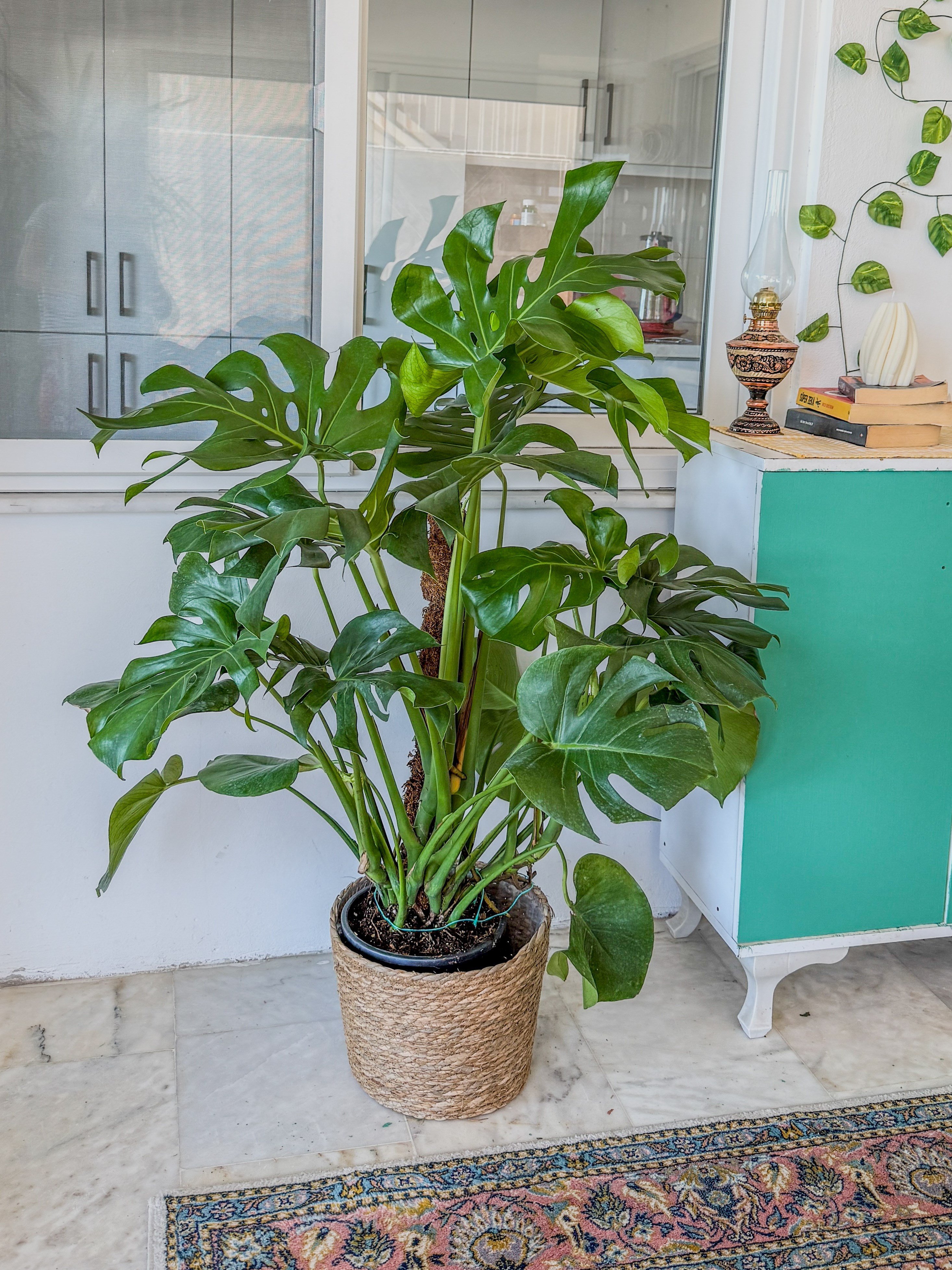 Monstera Deliciosa Yosun Gövdeli (Deve Tabanı) 120 - 150 cm – Tropikal İhtişam 🌿
