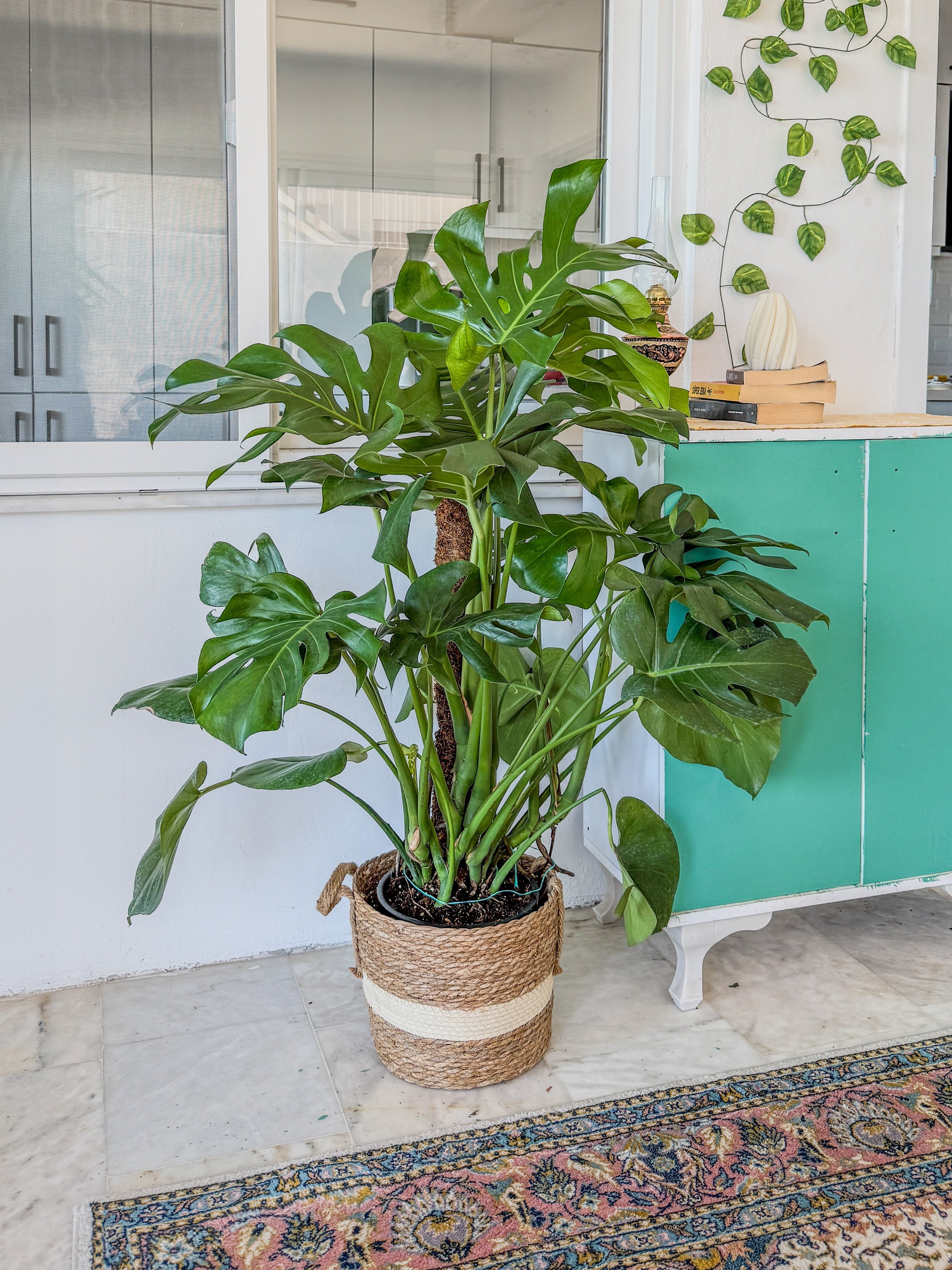 Monstera Deliciosa Yosun Gövdeli (Deve Tabanı) 120 - 150 cm – Tropikal İhtişam 🌿