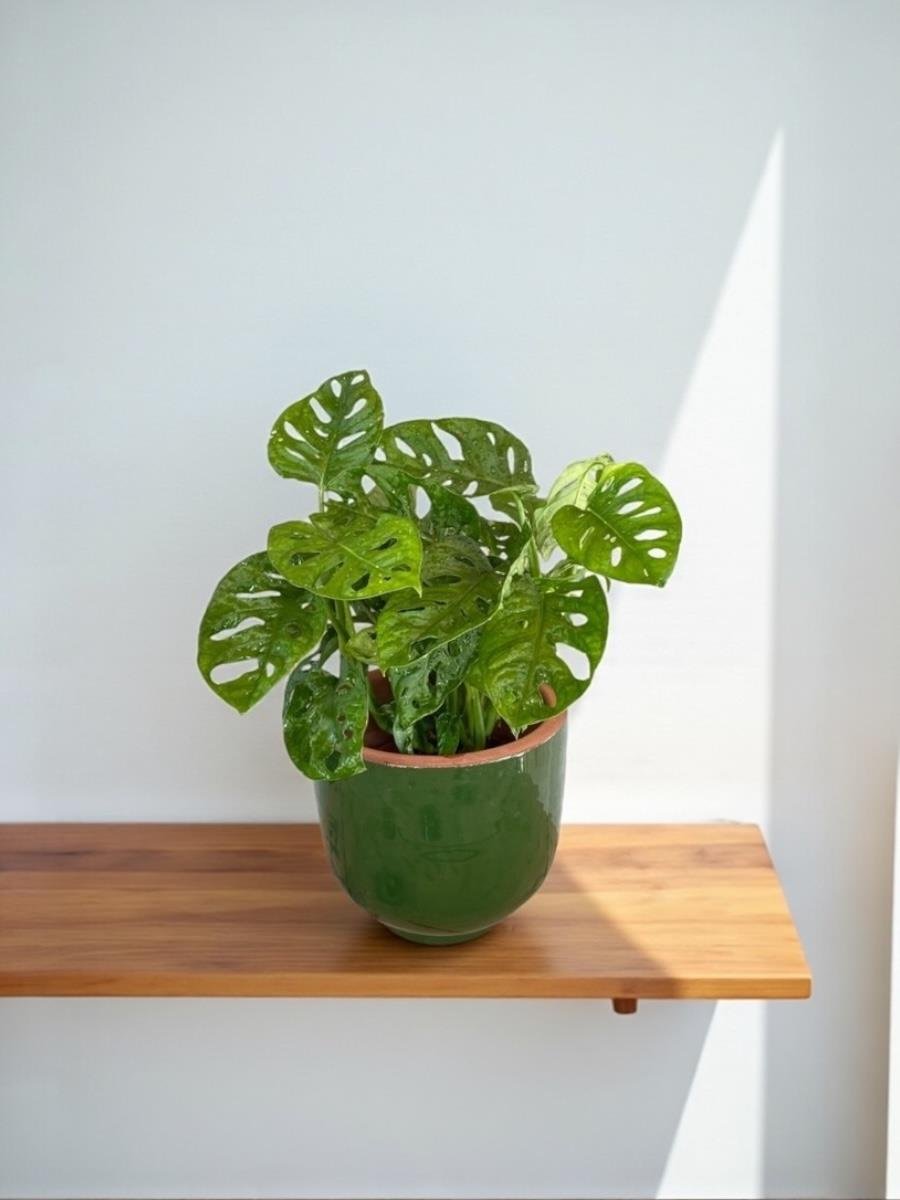 Monstera Monkey Mask - Deve Tabanı - Monstera Adansonii Monkey Mask