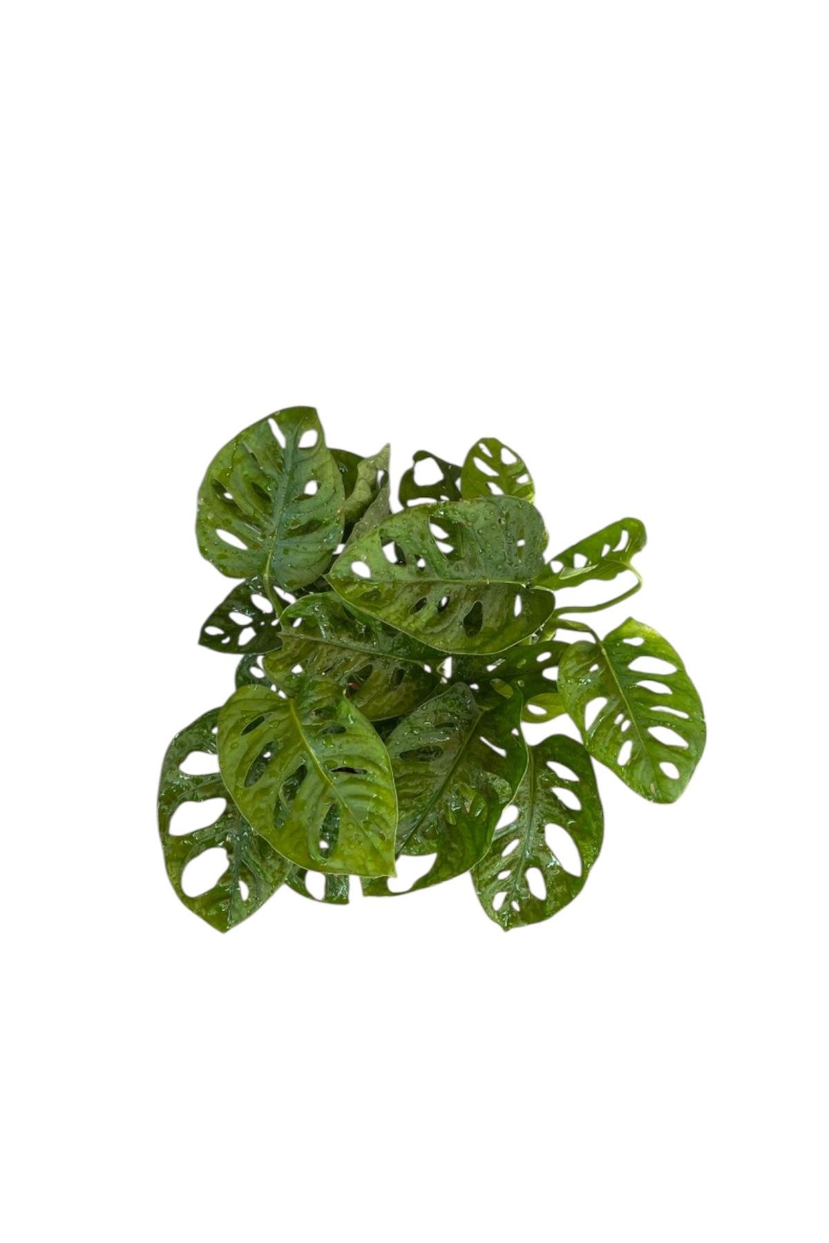 Monstera Monkey Mask - Deve Tabanı - Monstera Adansonii Monkey Mask