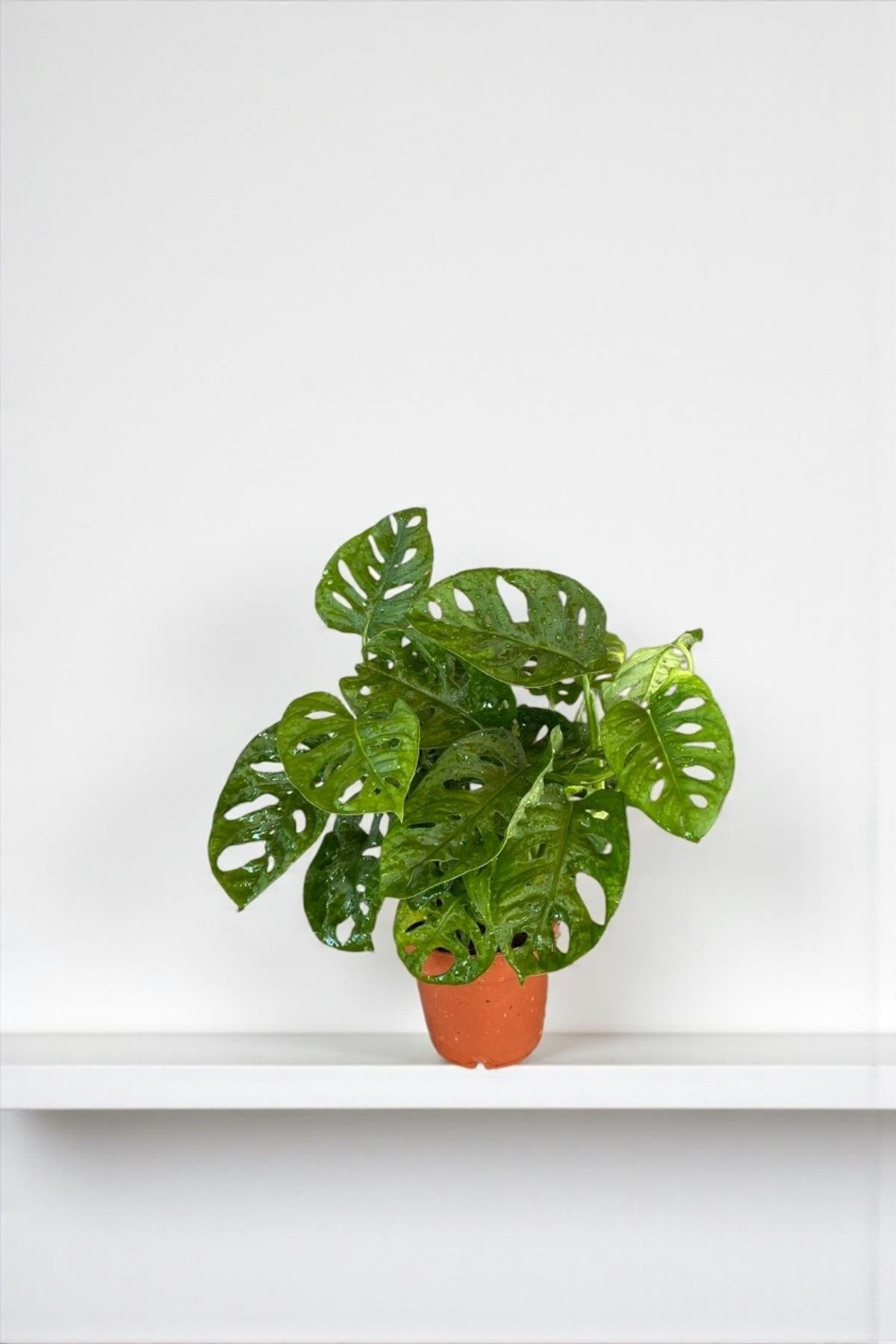 Monstera Monkey Mask - Deve Tabanı - Monstera Adansonii Monkey Mask