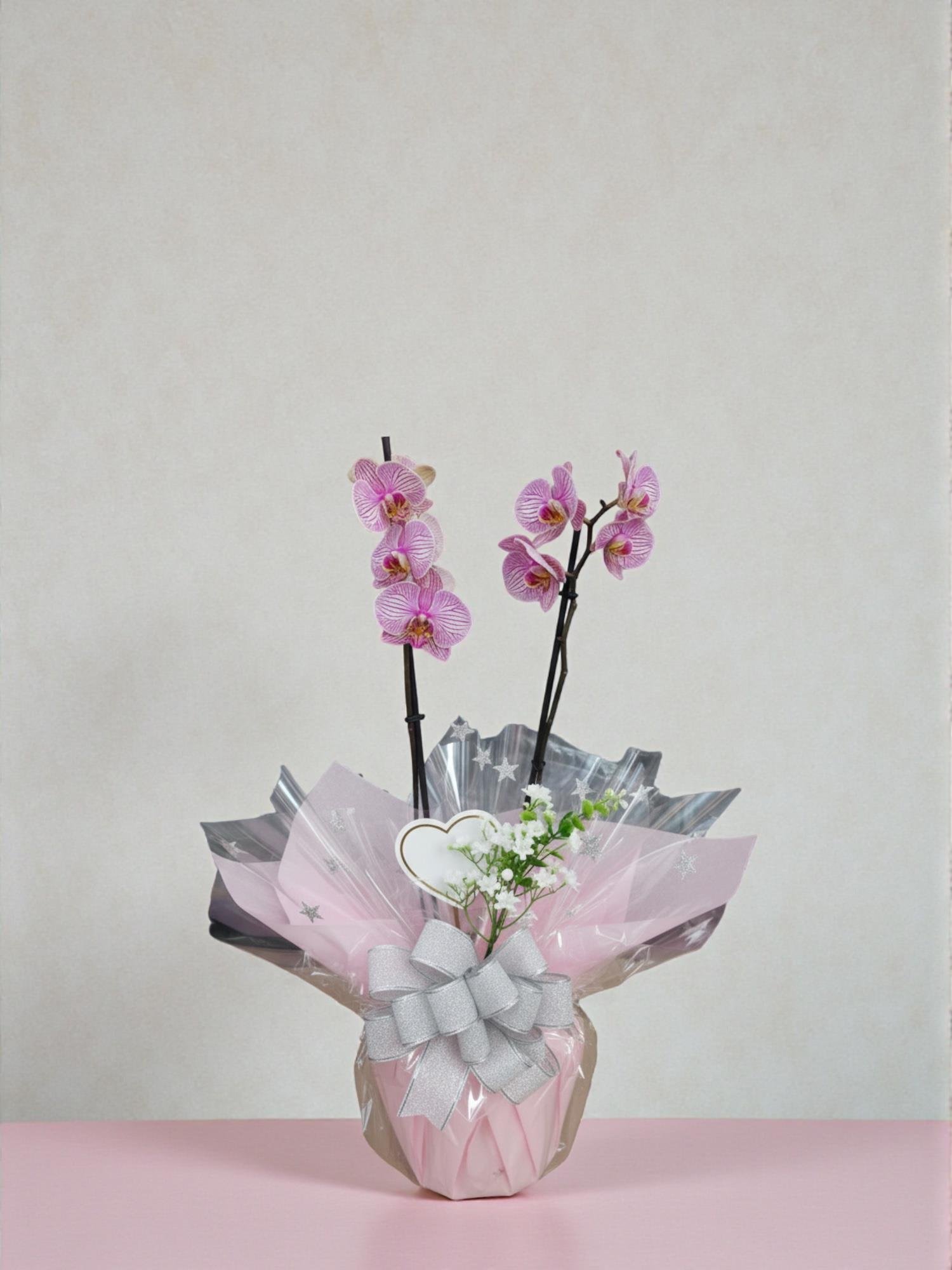 Mor Orkide İthal Çift Dal 