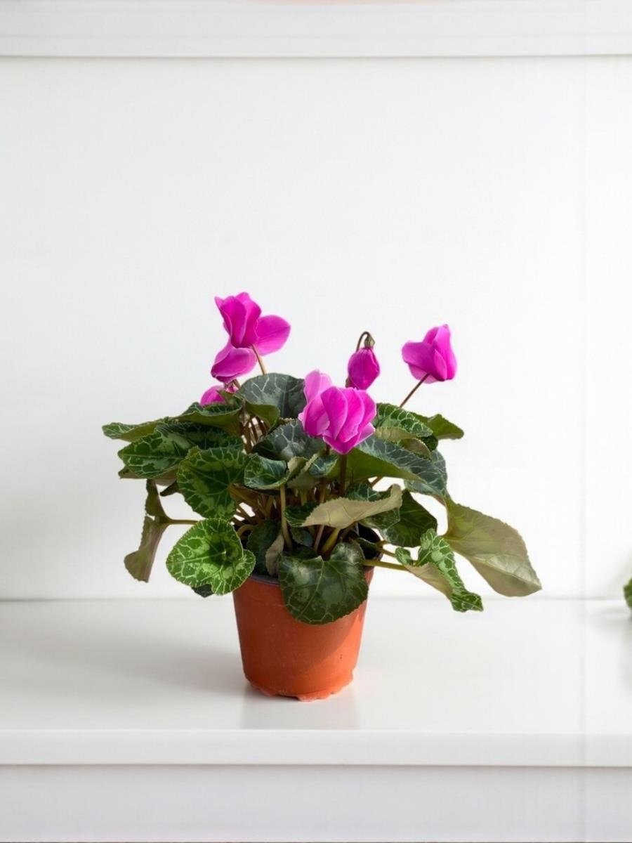 Mor Siklamen (Cyclamen) Çiçeği Canlı Fırfırlı Bitki 