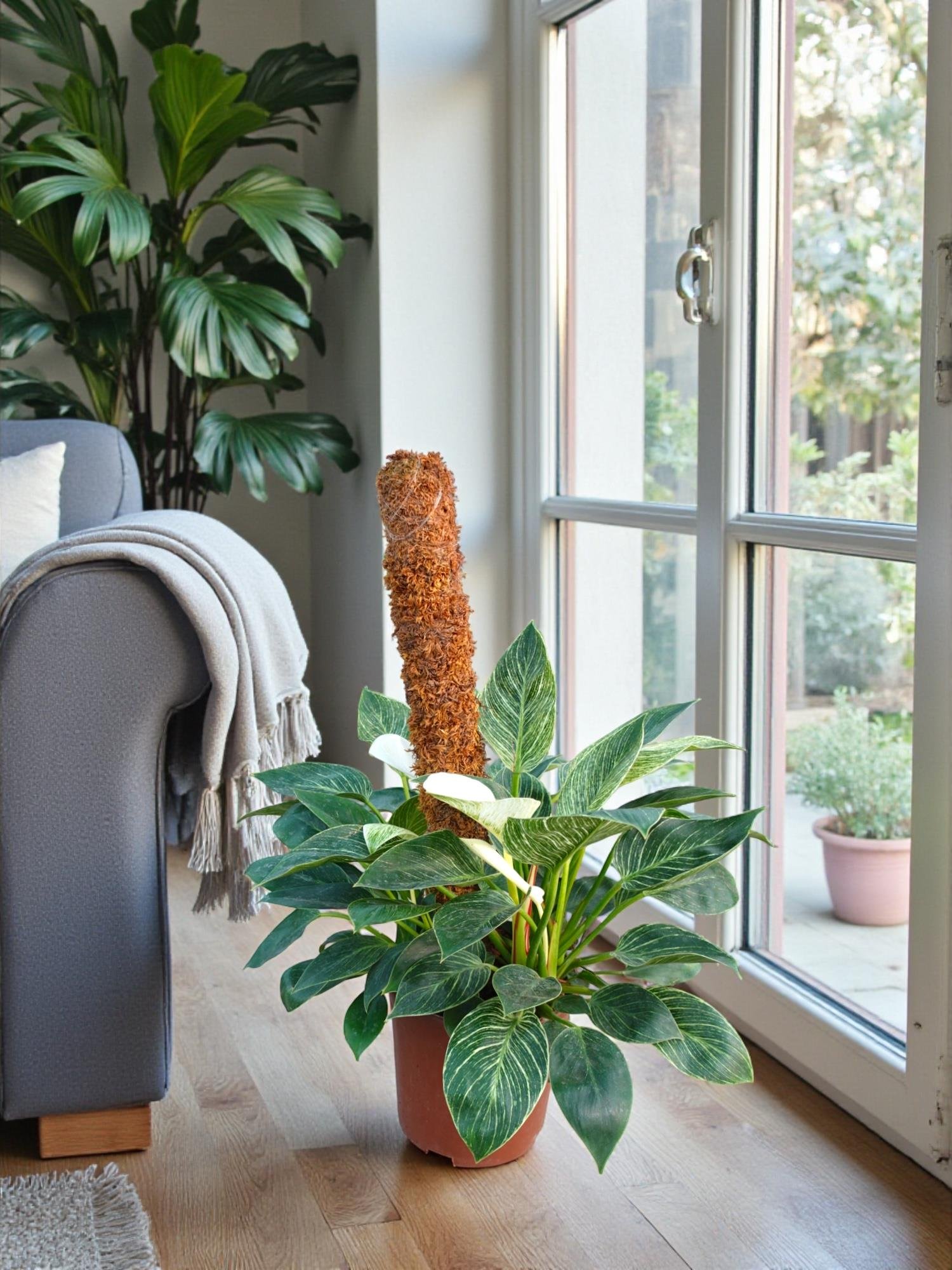 Nadir Koleksiyon Serisi: Büyük Boy Philodendron Birkin 80-100 cm - Yosun Gövdeli