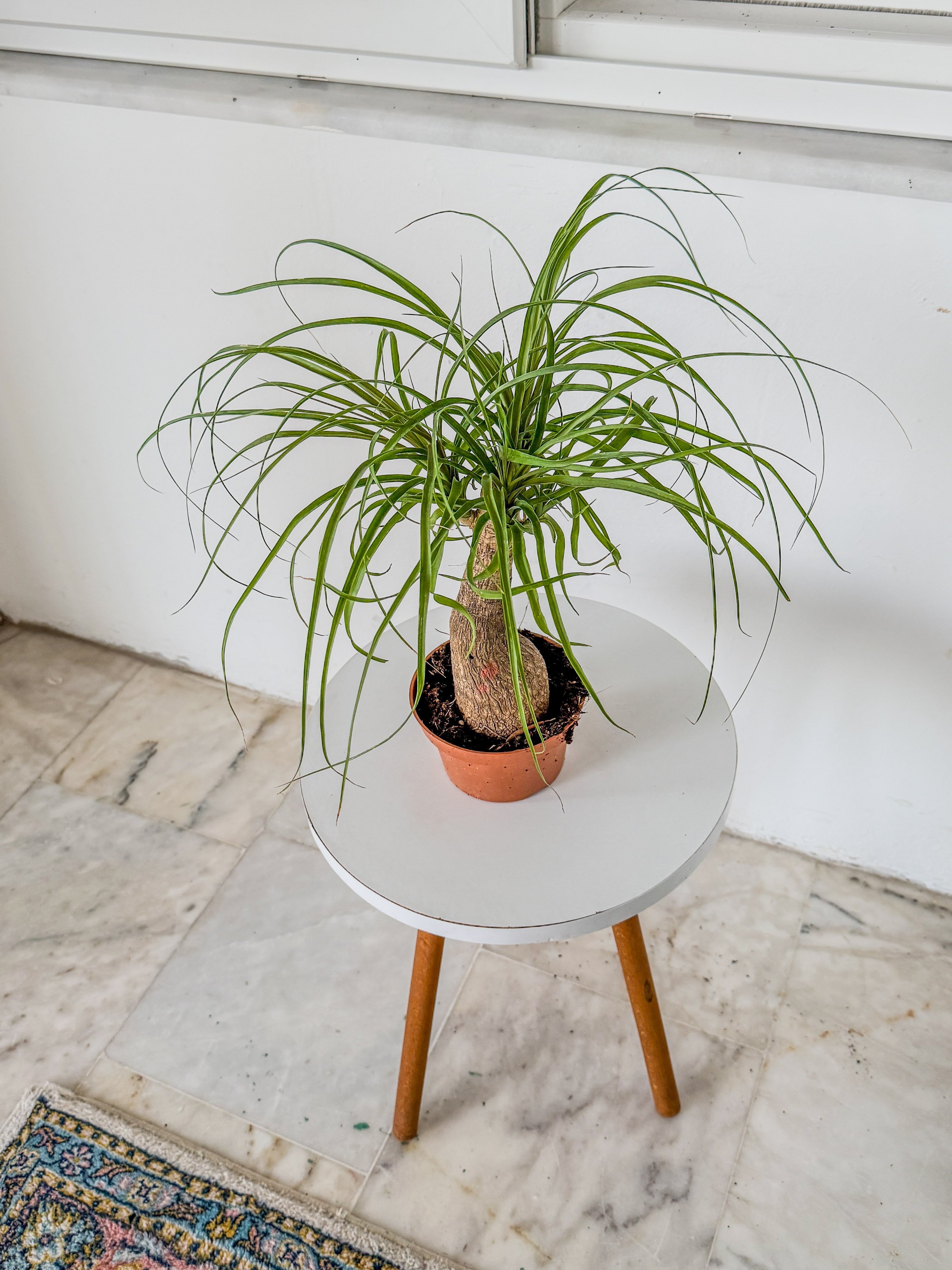 Nolina Fil Ayağı (Beaucarnea) 35-45 cm – Zahmetsiz Heykelsi Güzellik 🐘