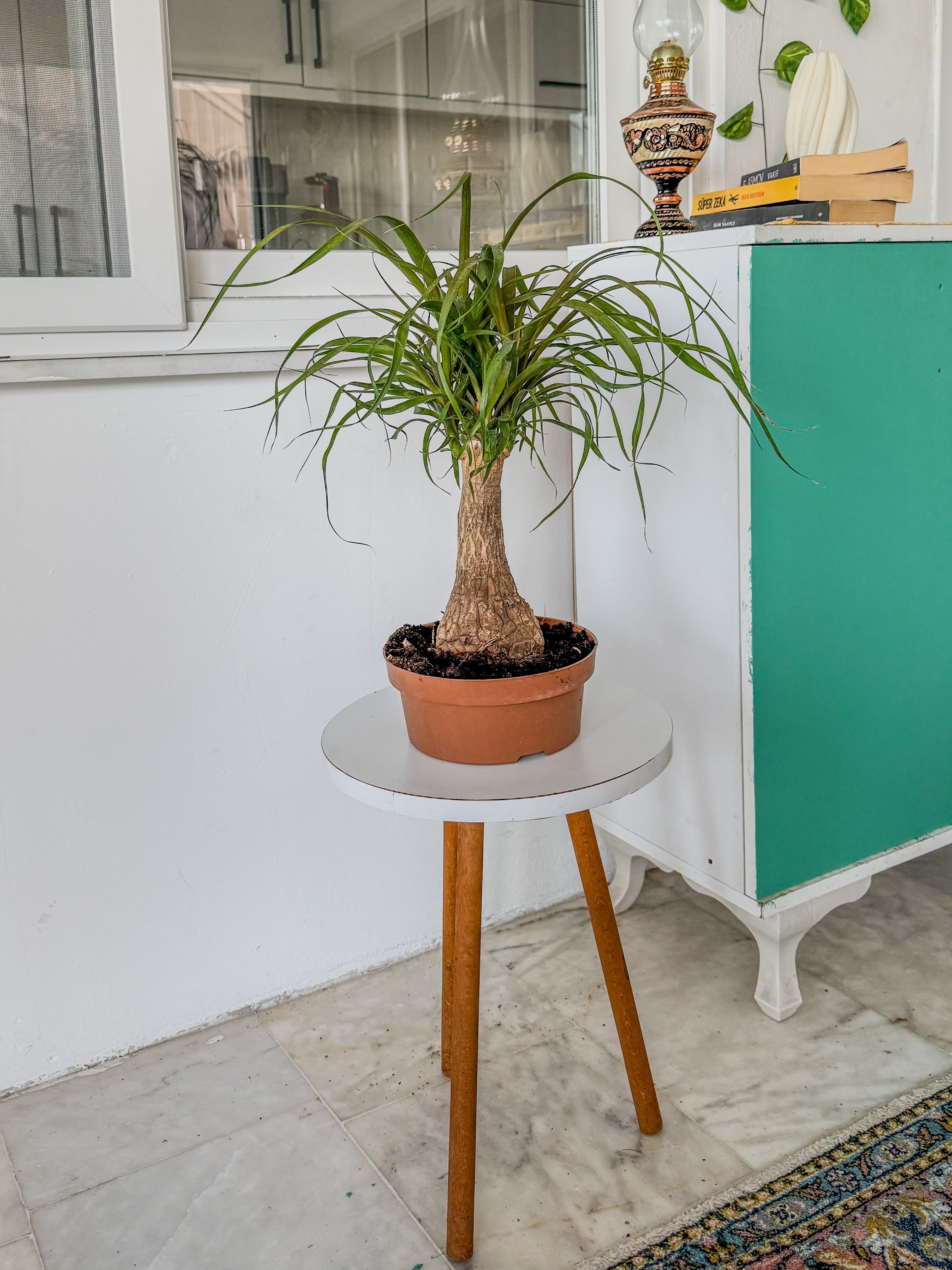 Nolina Fil Ayağı (Beaucarnea) 40-50 cm – Gösterişli ve Zahmetsiz 🐘