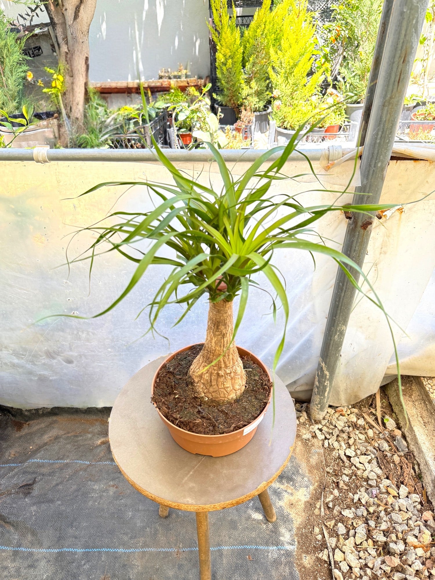 Nolina Fil Ayağı (Beaucarnea) 40-50 cm – Gösterişli ve Zahmetsiz 🐘