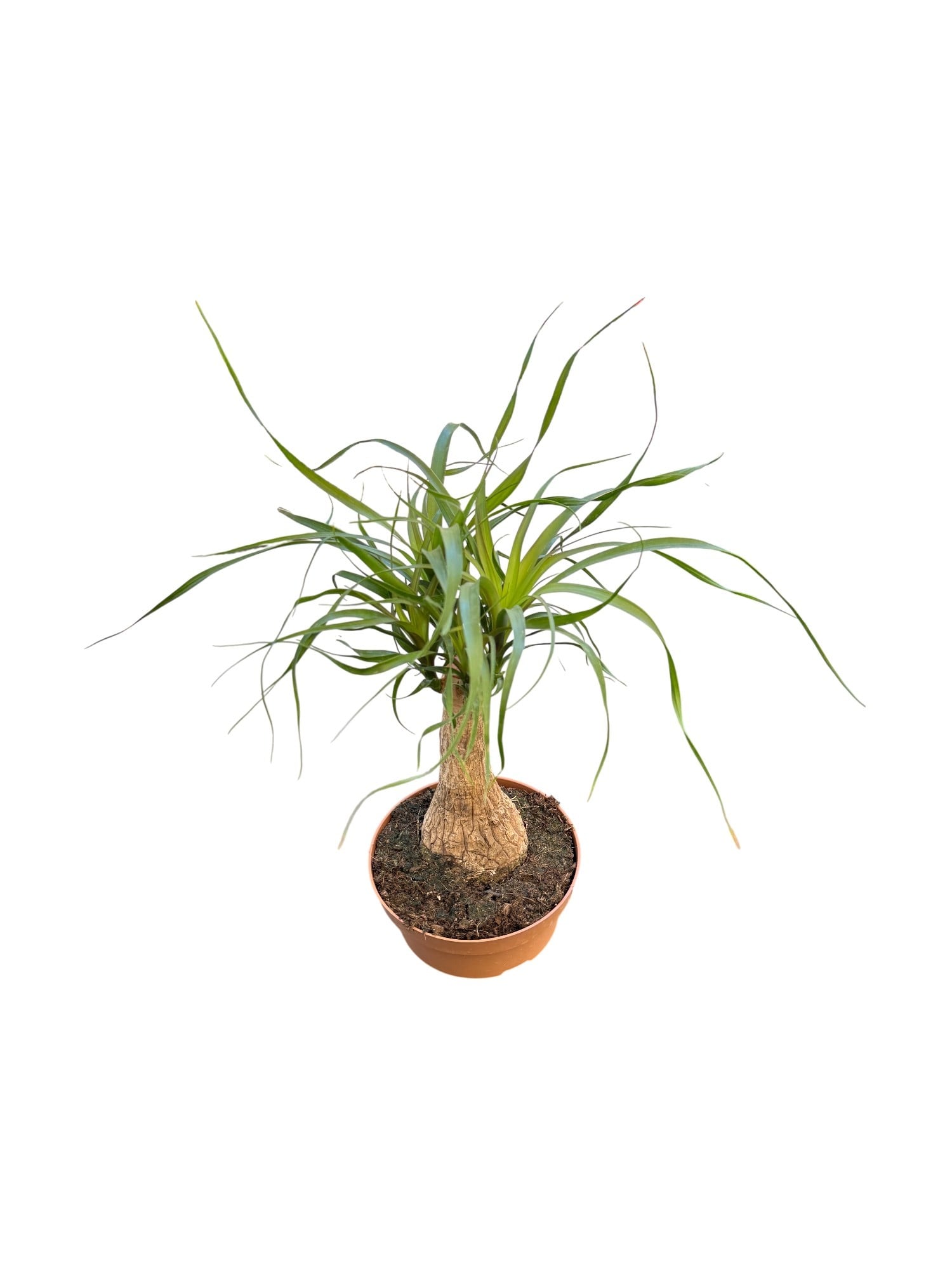 Nolina Fil Ayağı (Beaucarnea) 40-50 cm – Gösterişli ve Zahmetsiz 🐘
