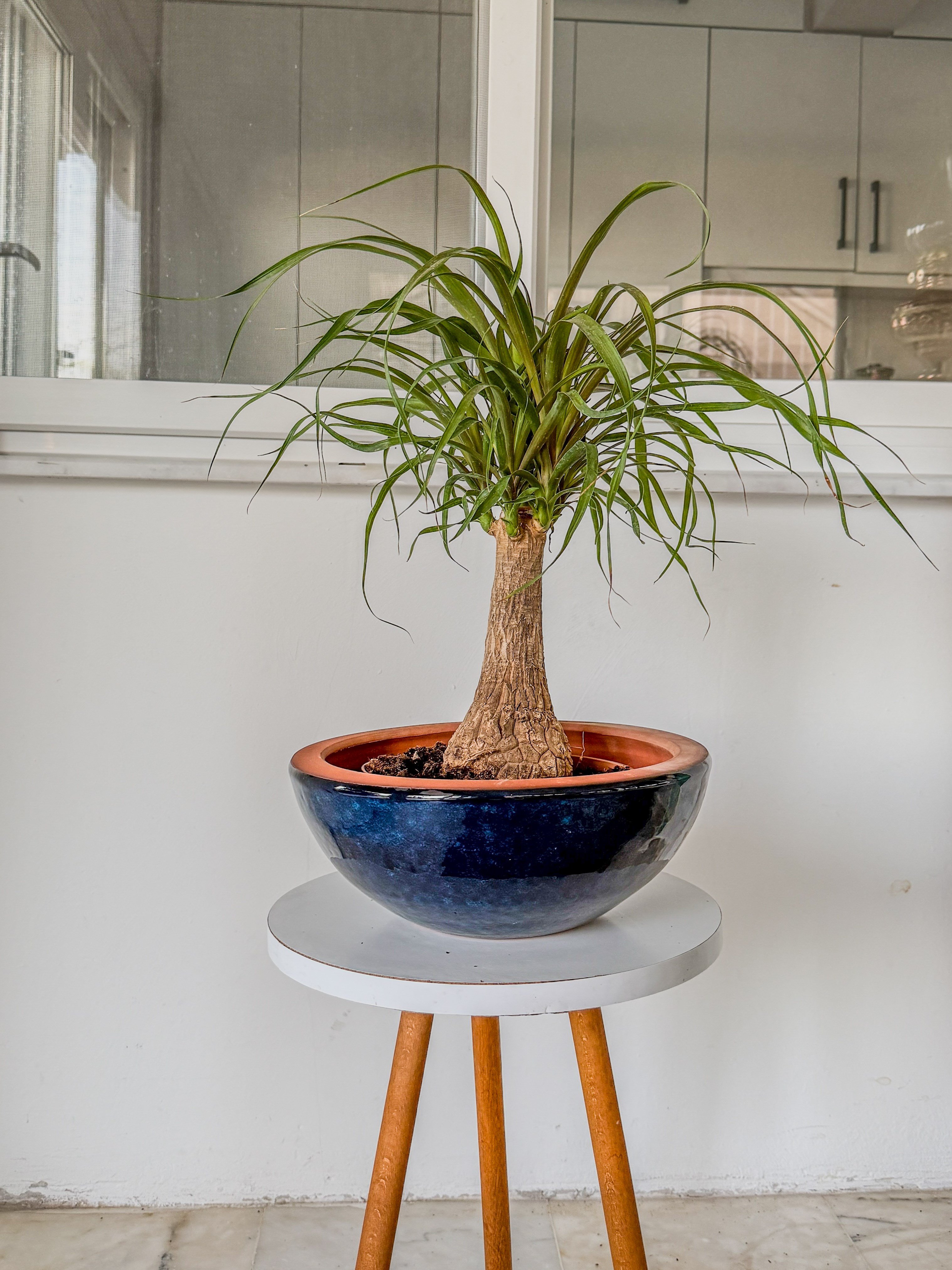 Nolina Fil Ayağı (Beaucarnea) 40-50 cm – Gösterişli ve Zahmetsiz 🐘