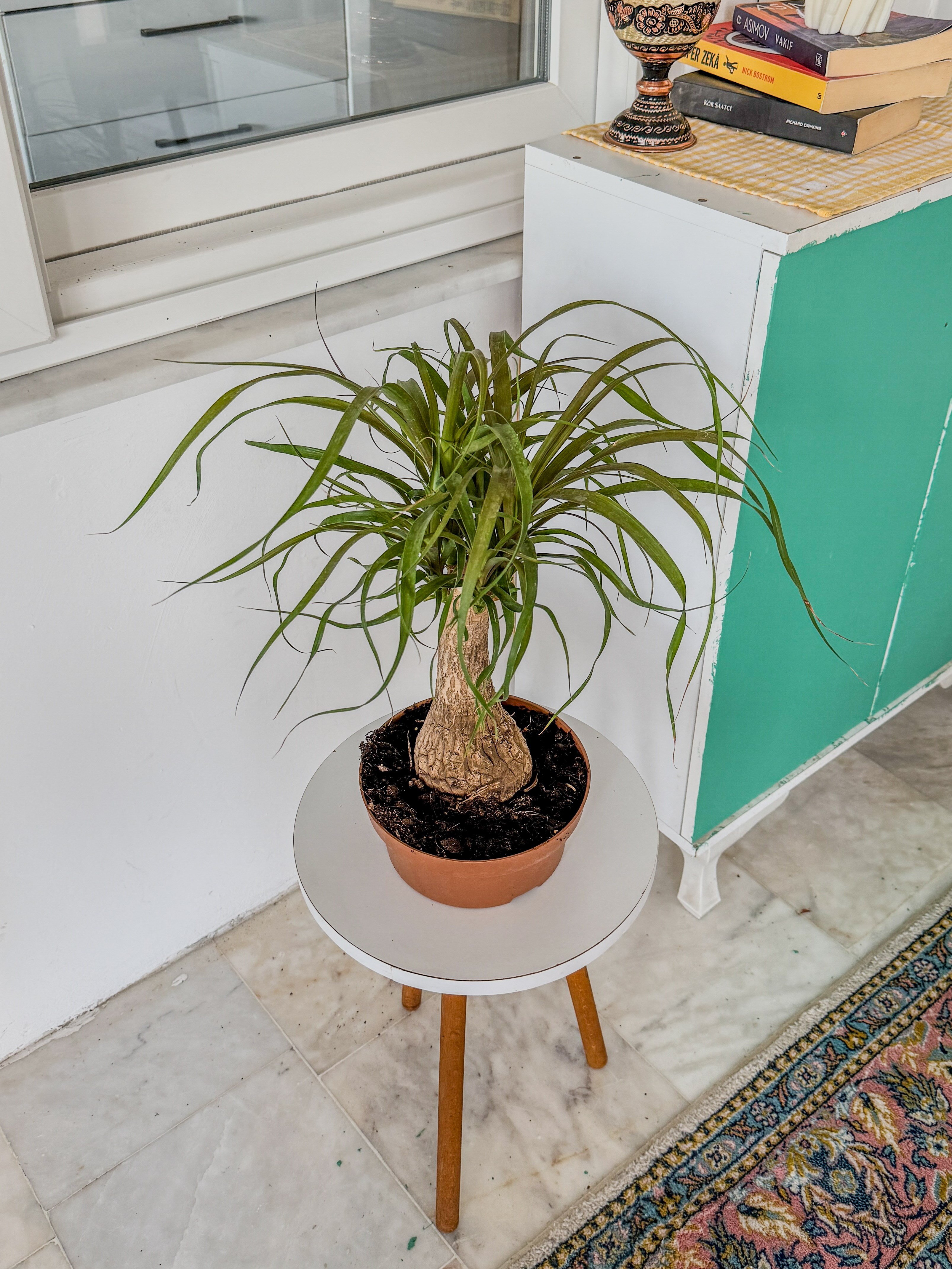 Nolina Fil Ayağı (Beaucarnea) 40-50 cm – Gösterişli ve Zahmetsiz 🐘