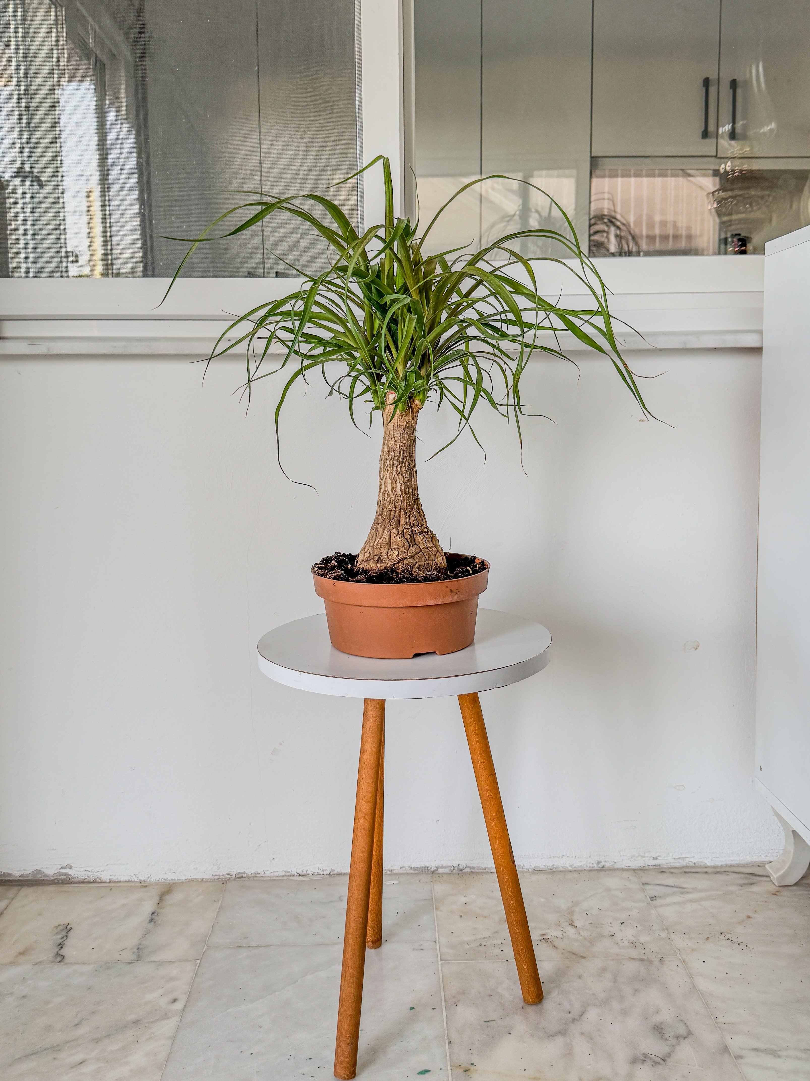 Nolina Fil Ayağı (Beaucarnea) 40-50 cm – Gösterişli ve Zahmetsiz 🐘