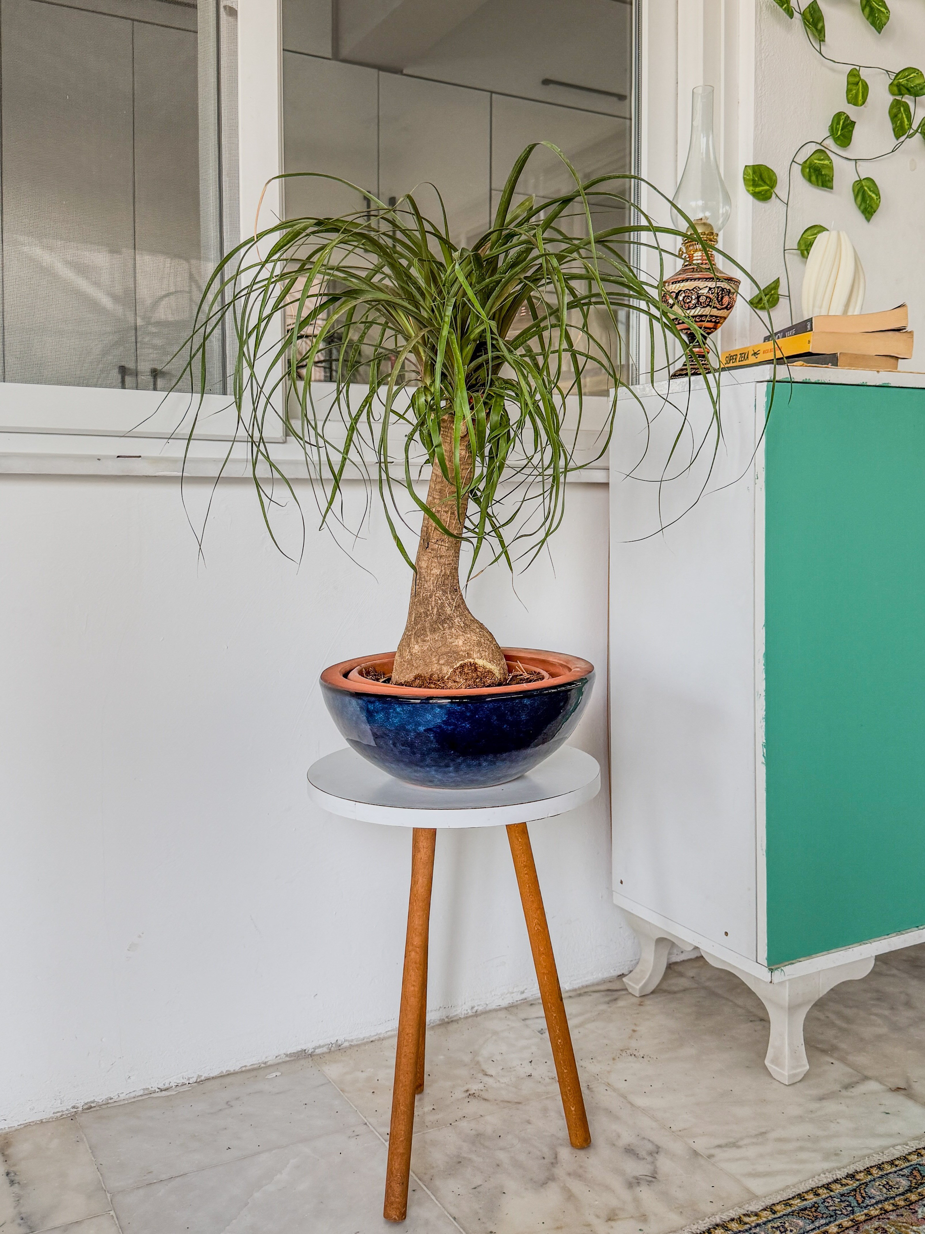 Nolina Fil Ayağı (Beaucarnea) 60-70 cm – Görkemli Yaşayan Heykel 🐘
