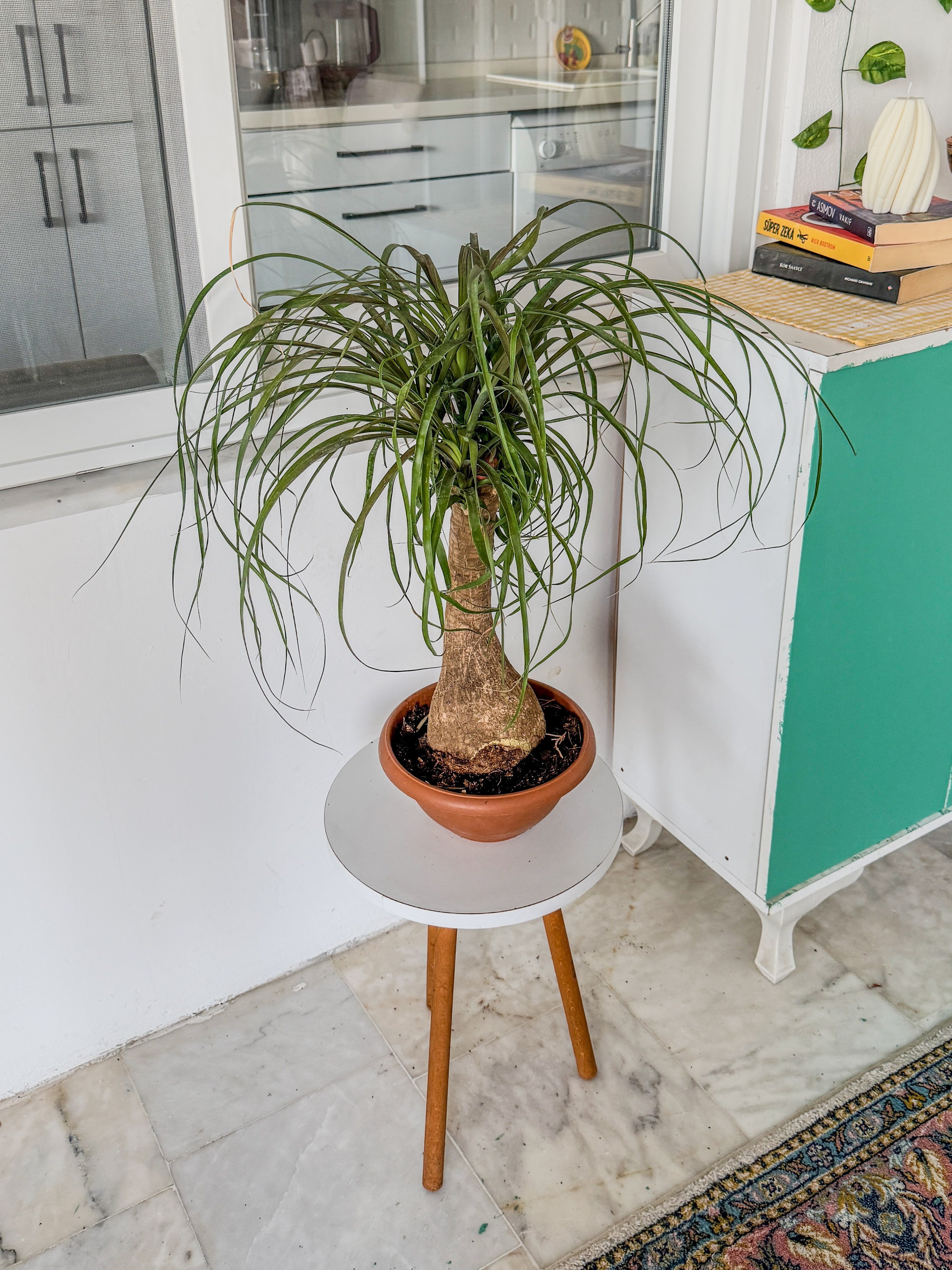 Nolina Fil Ayağı (Beaucarnea) 60-70 cm – Görkemli Yaşayan Heykel 🐘