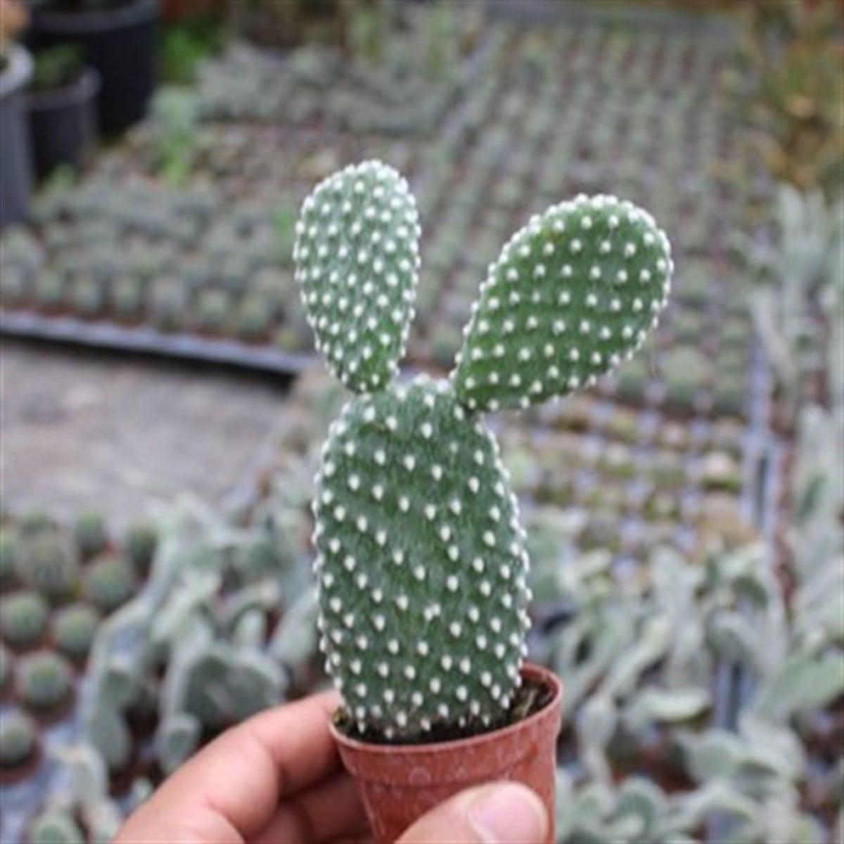 Opuntia Microdasys Albata (Tavşan Kulağı Kaktüs)
