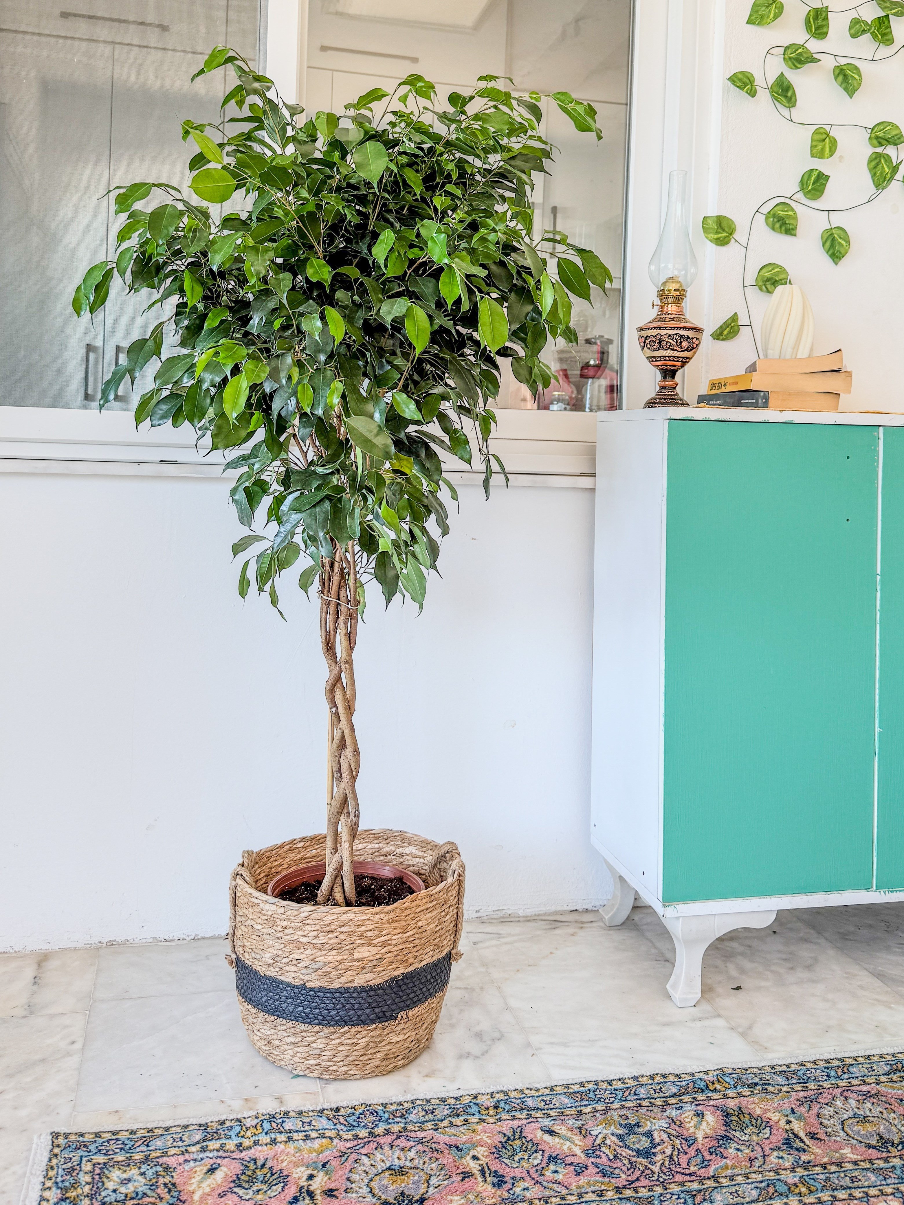 Örgülü Ficus Benjamina Danielle 130-140 cm – Ağlayan İncir Ağacı - Evinizin Yaşayan Zarafeti 🌳