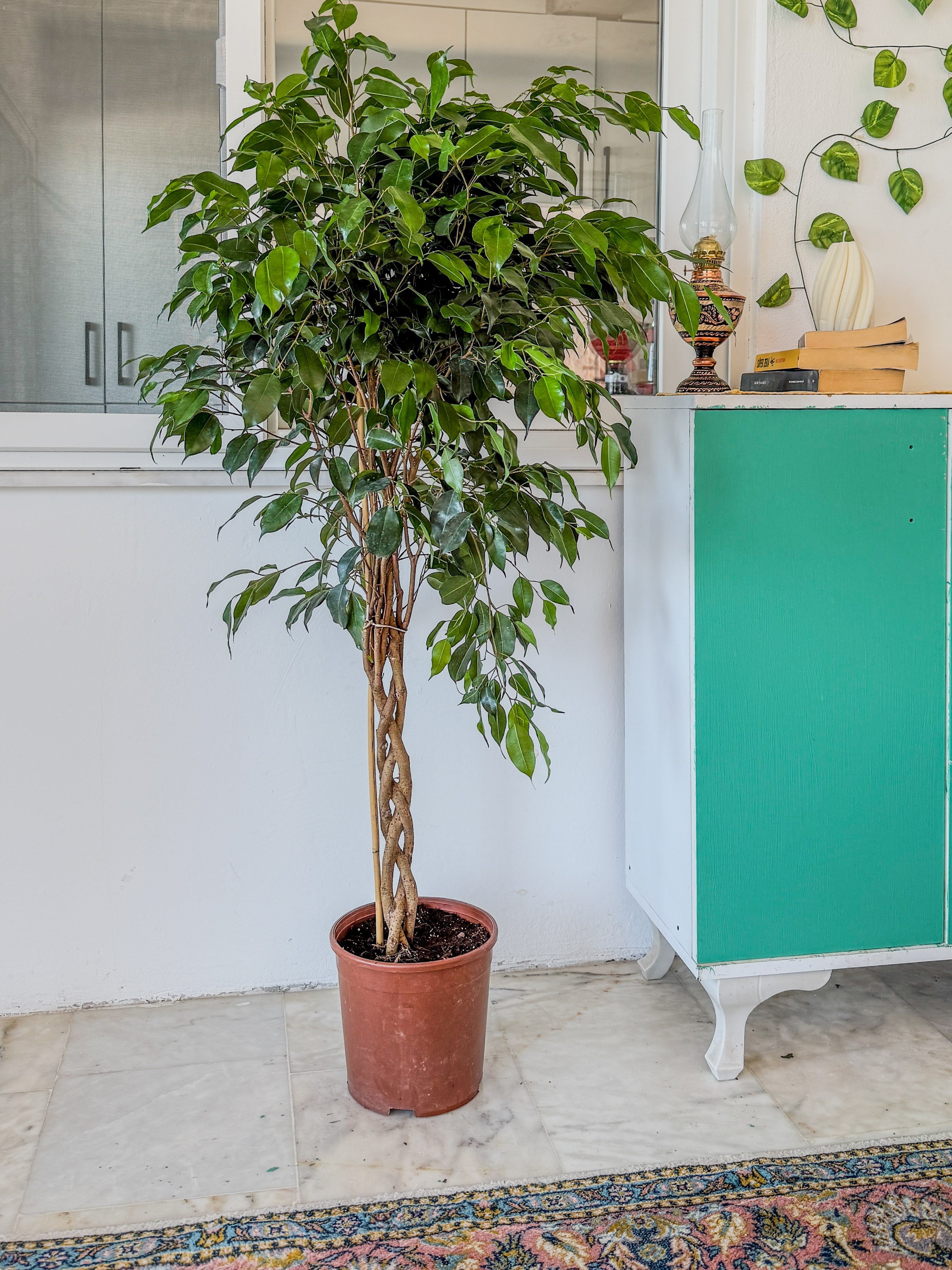 Örgülü Ficus Benjamina Danielle 130-140 cm – Ağlayan İncir Ağacı - Evinizin Yaşayan Zarafeti 🌳