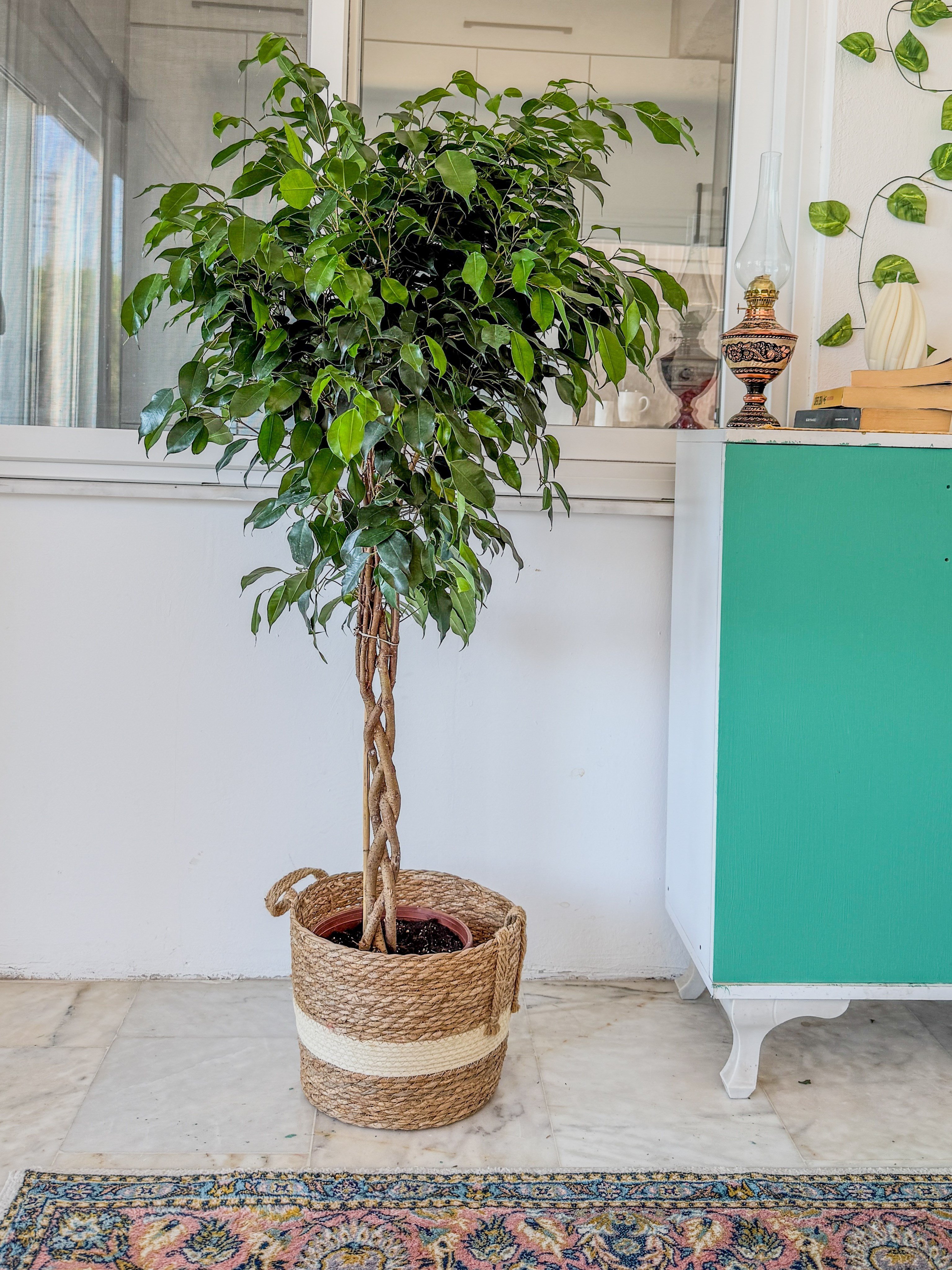 Örgülü Ficus Benjamina Danielle 130-140 cm – Ağlayan İncir Ağacı - Evinizin Yaşayan Zarafeti 🌳