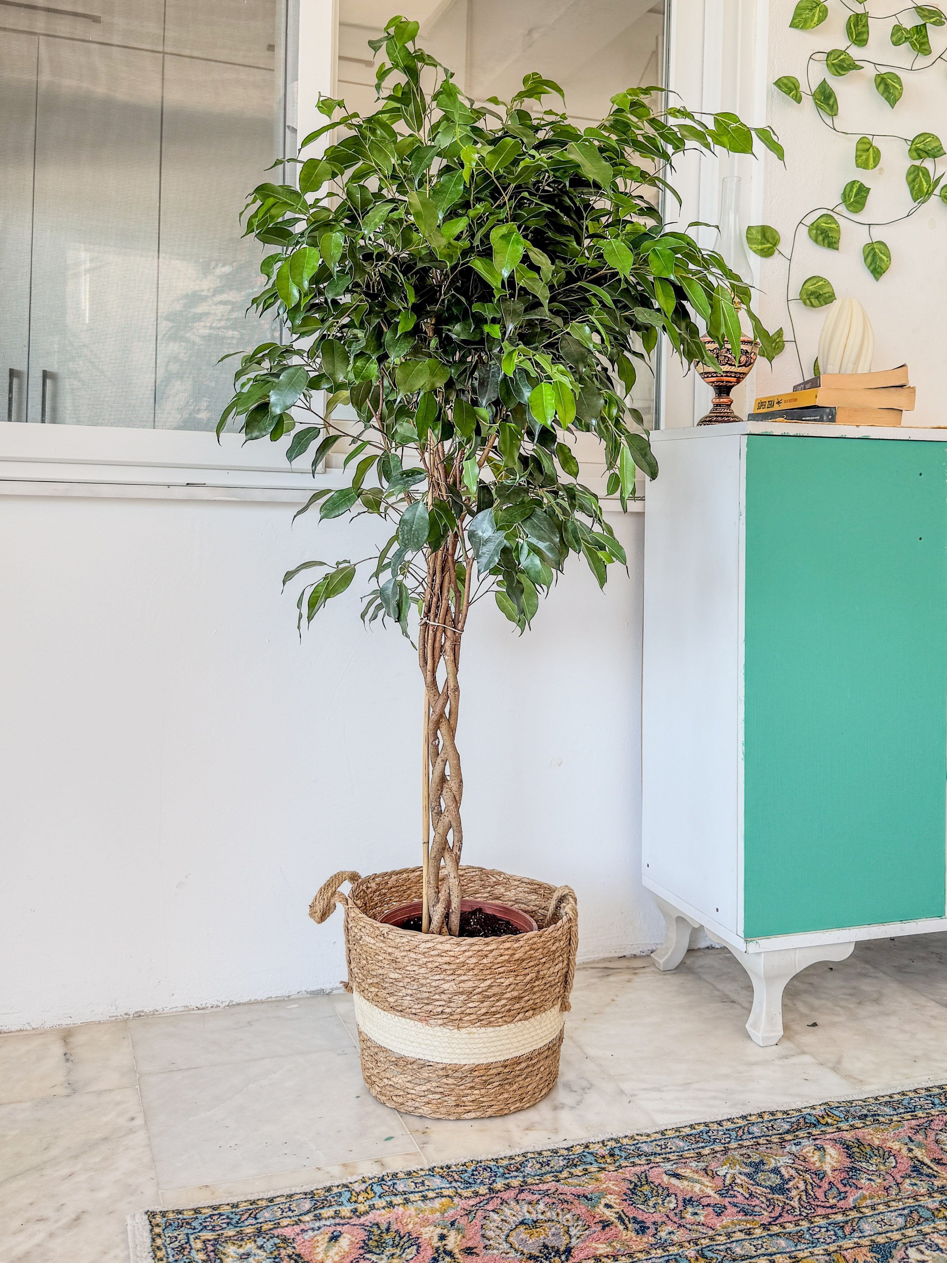 Örgülü Ficus Benjamina Danielle 130-140 cm – Ağlayan İncir Ağacı - Evinizin Yaşayan Zarafeti 🌳