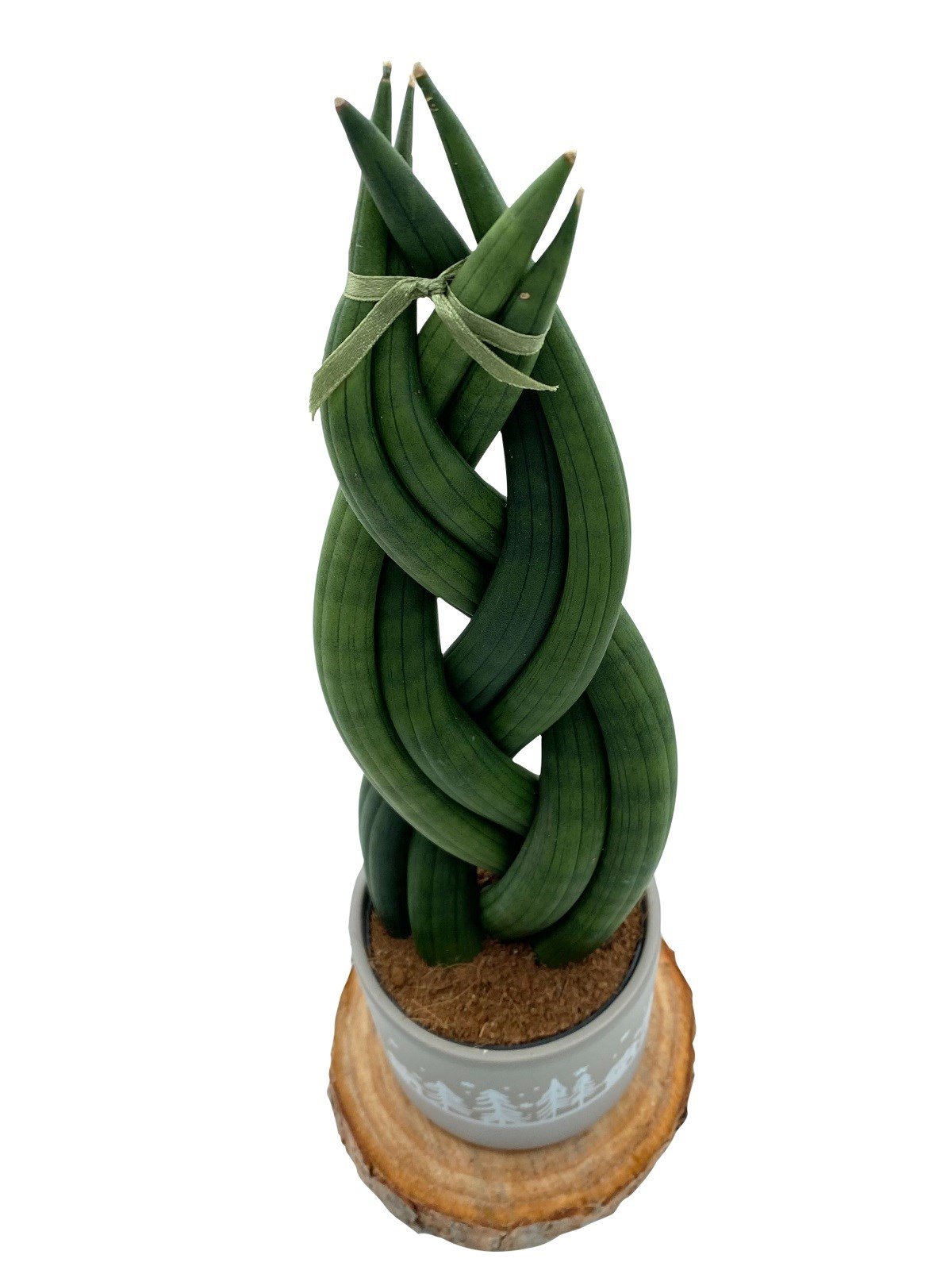 Örgülü Sansevieria Cylindrica (Örgülü Paşa Kılıcı) 