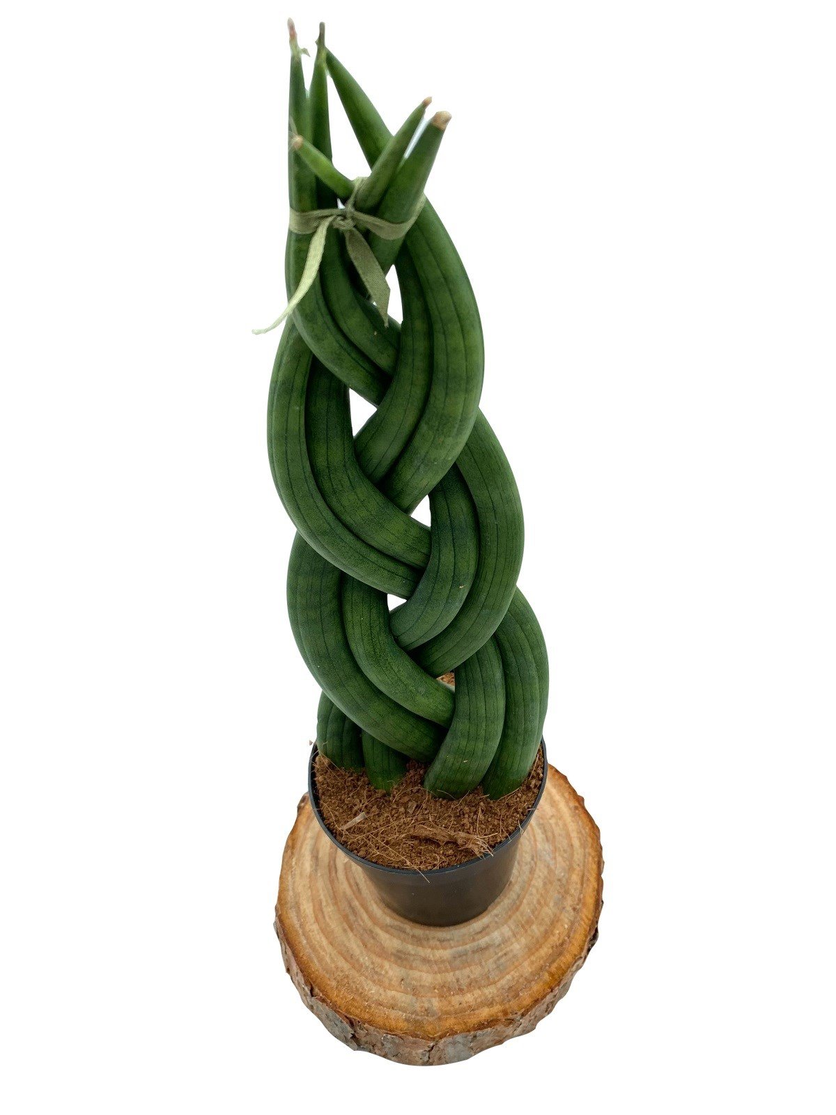 Örgülü Sansevieria Cylindrica (Örgülü Paşa Kılıcı) 