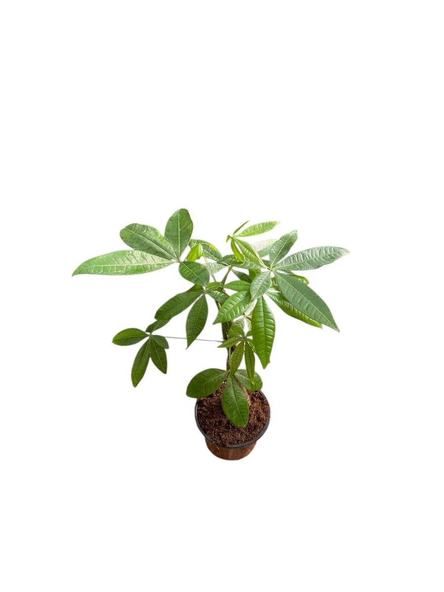 Pachira Aquatica-Para Ağacı 