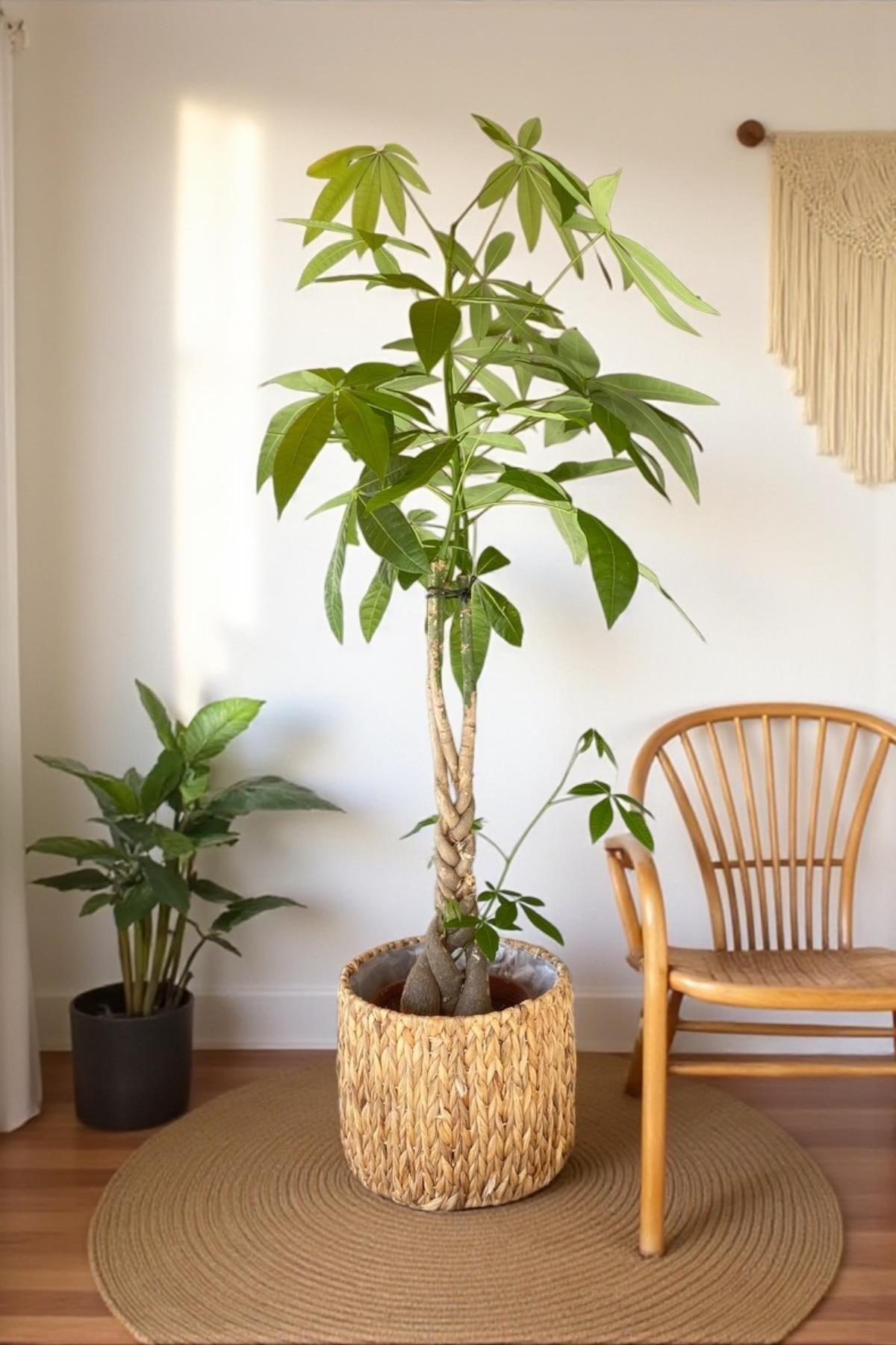 Pachira Aquatica XL Bereket Para Ağacı 130-150 cm