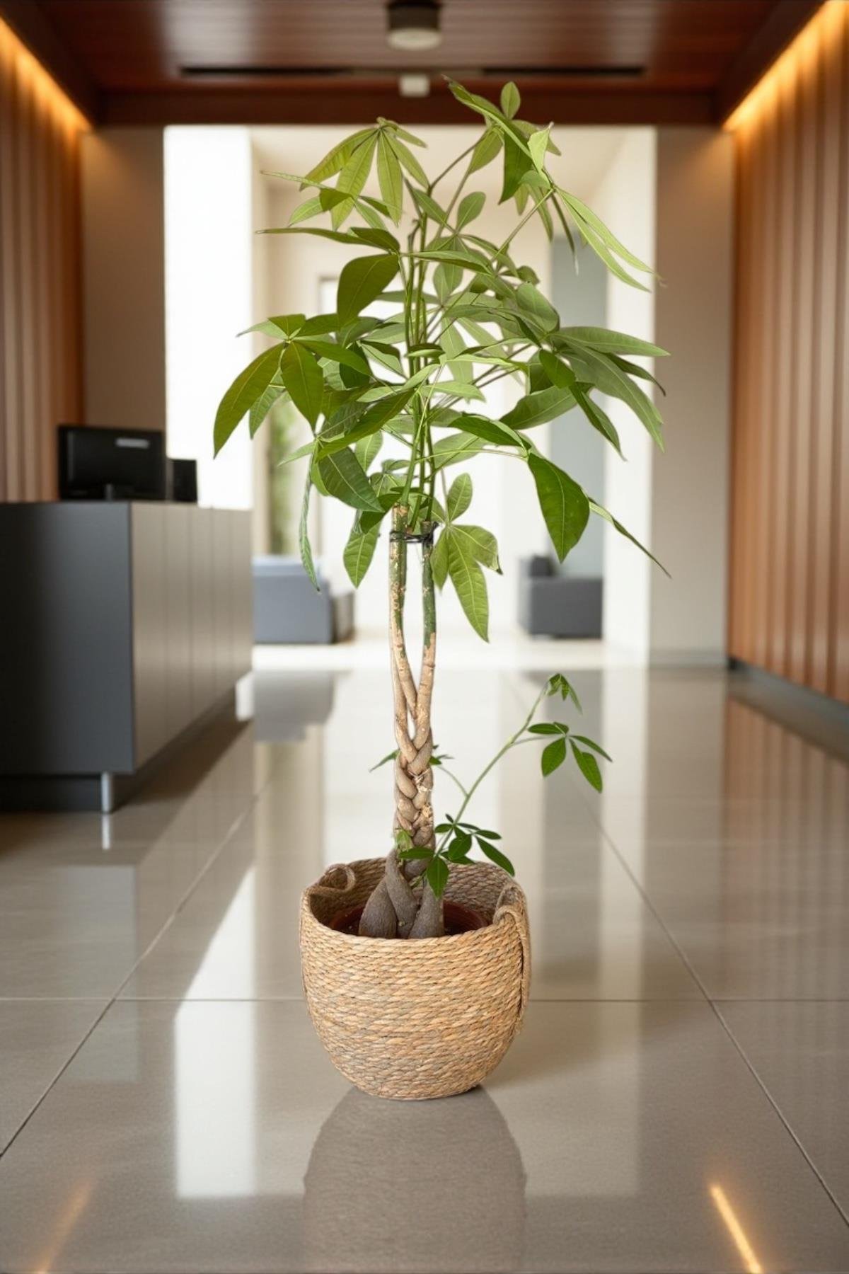 Pachira Aquatica XL Bereket Para Ağacı 130-150 cm