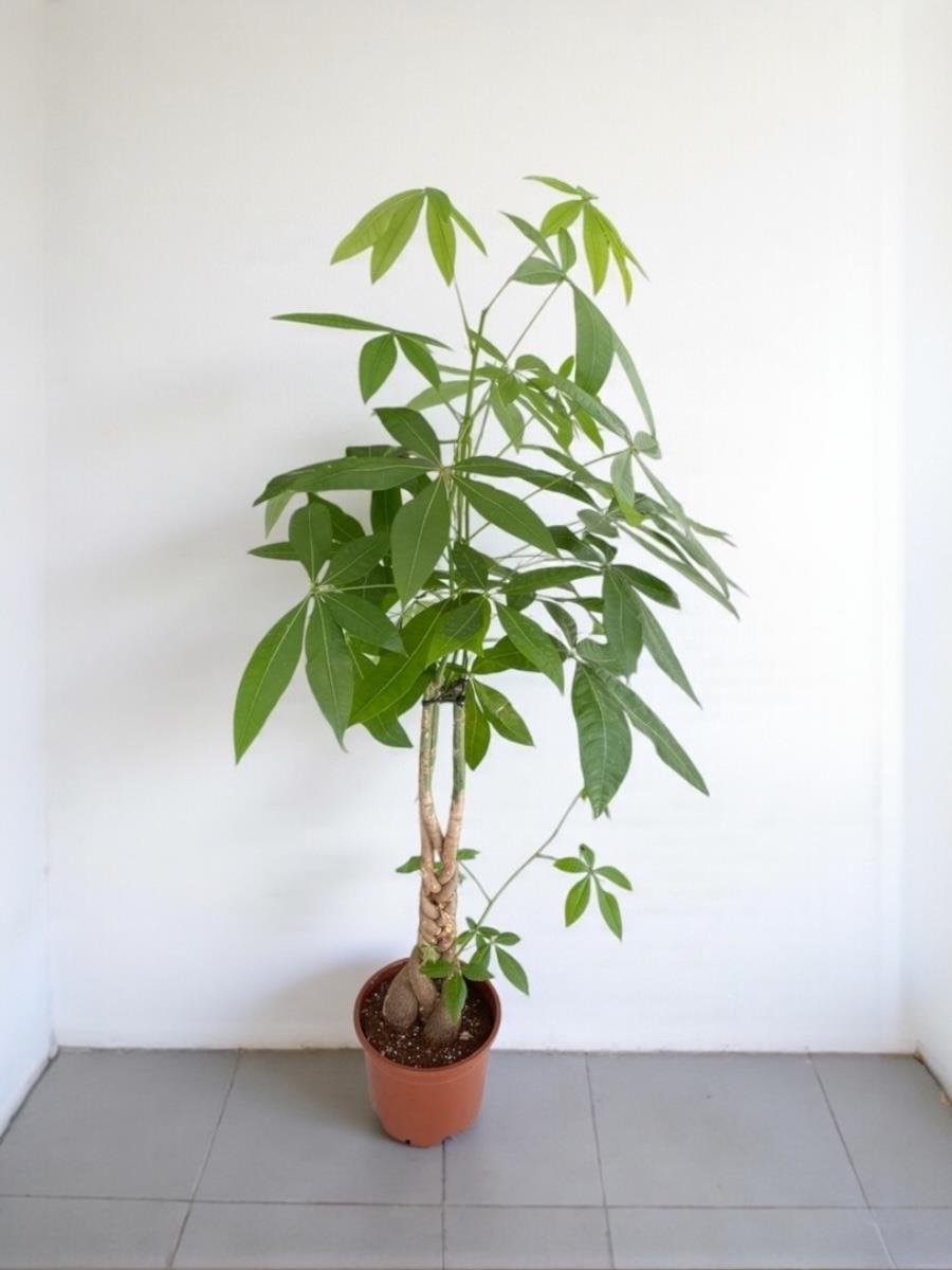 Pachira Aquatica XL Bereket Para Ağacı 130-150 cm