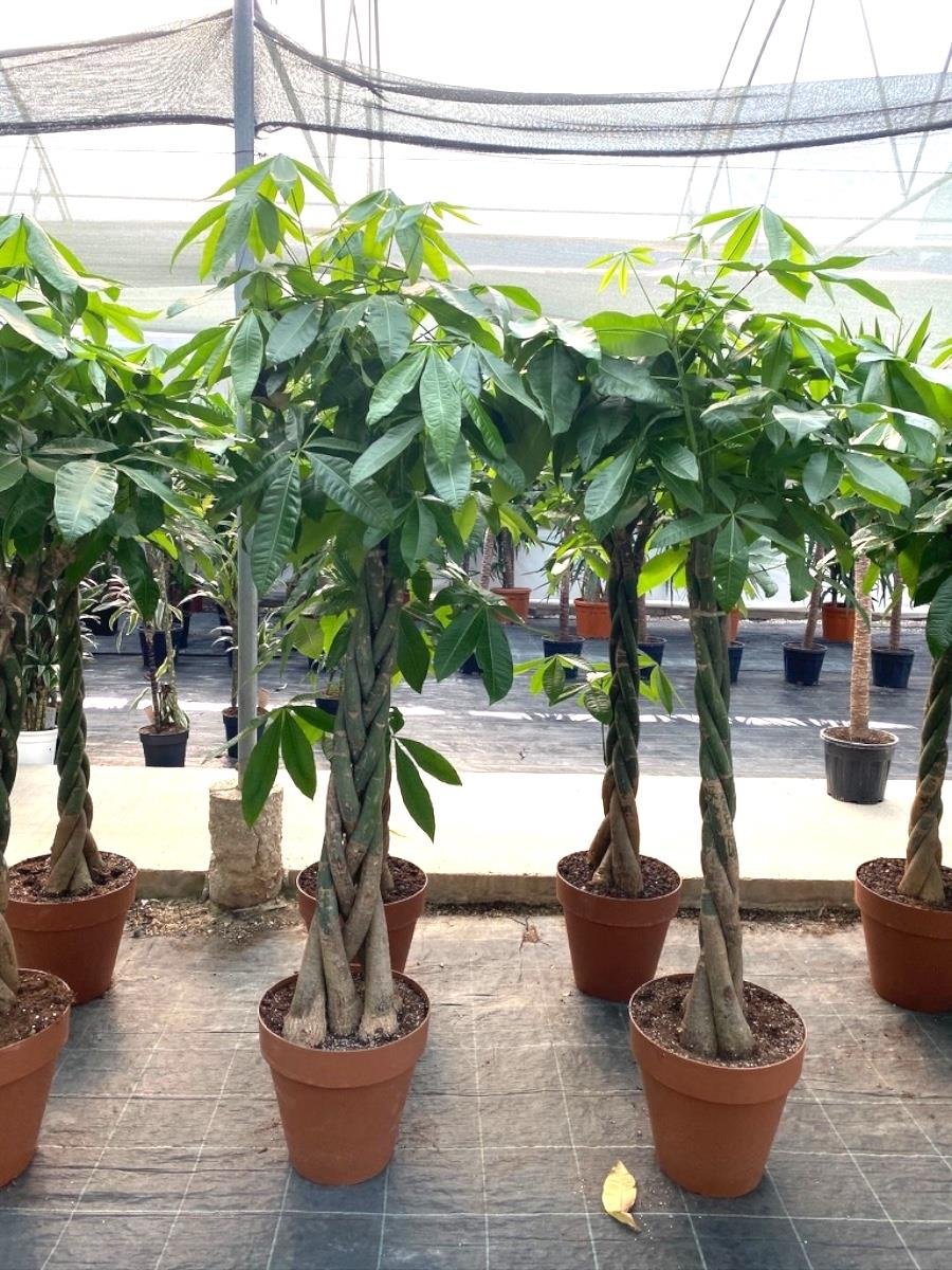 Pachira Aquatica XXL Bereket Para Ağacı 180-200 cm