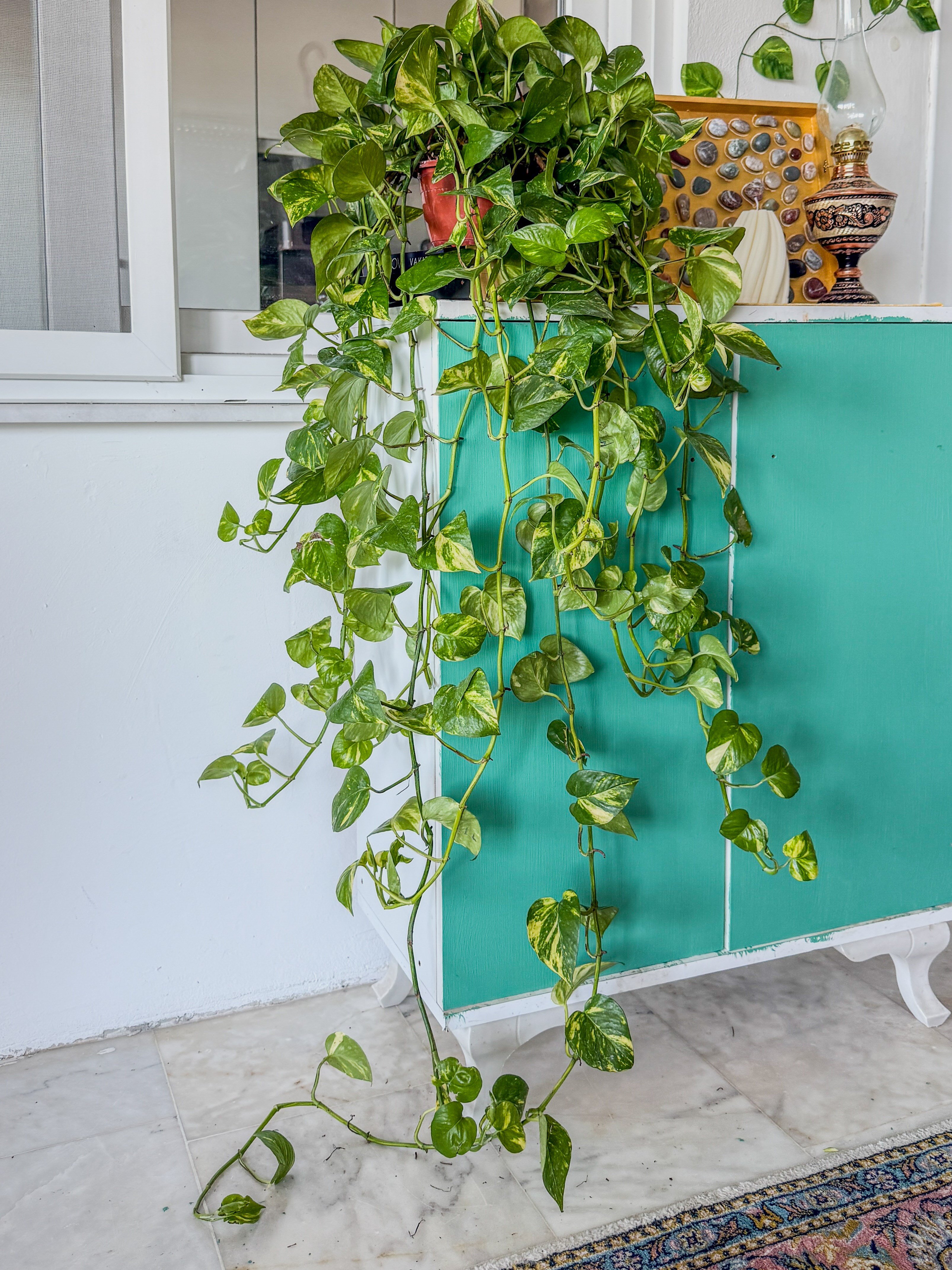 Patos Sarmaşığı Askılı Pothos Epipremnum Aureum 