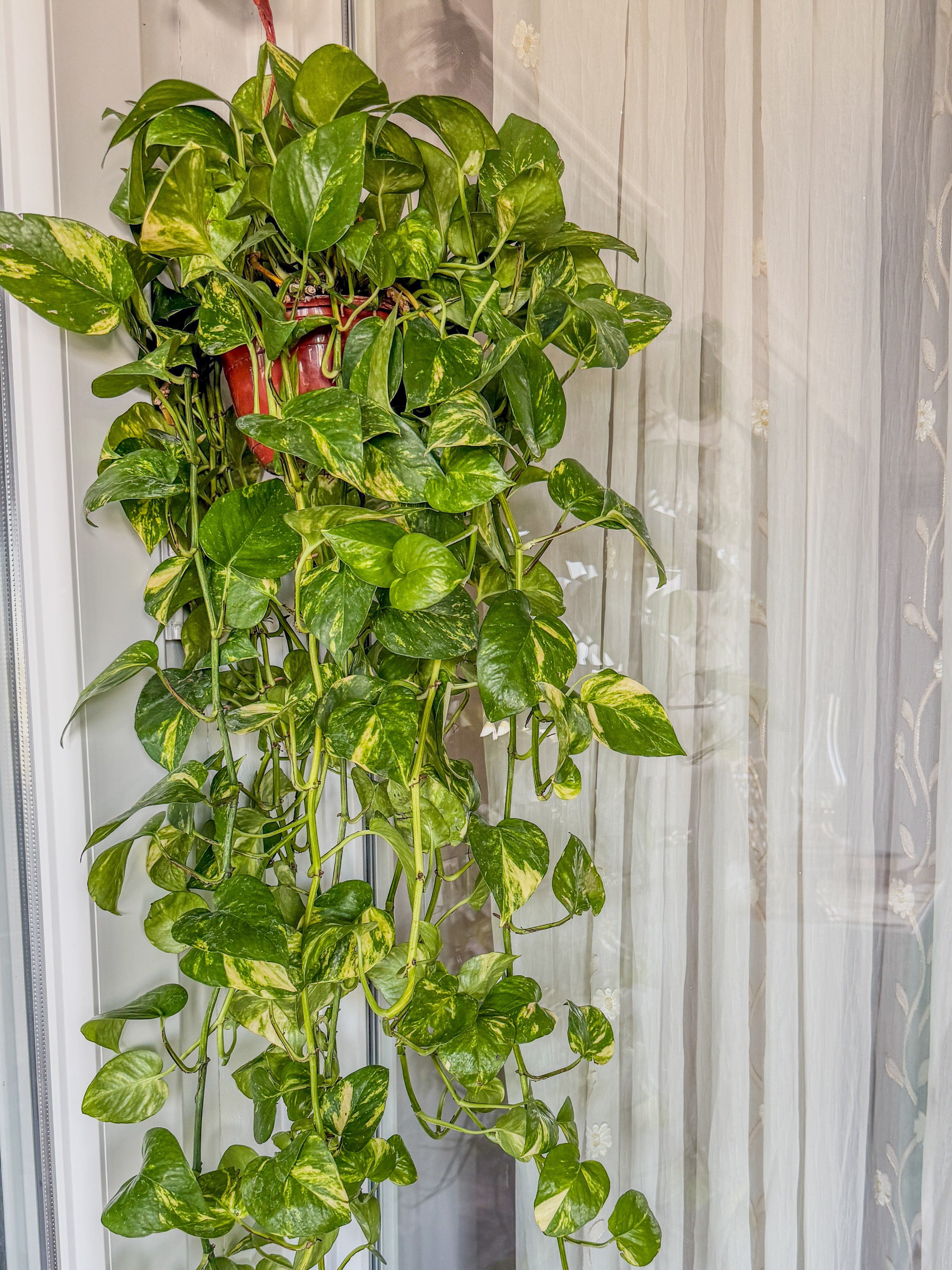 Patos Sarmaşığı Askılı Pothos Epipremnum Aureum 