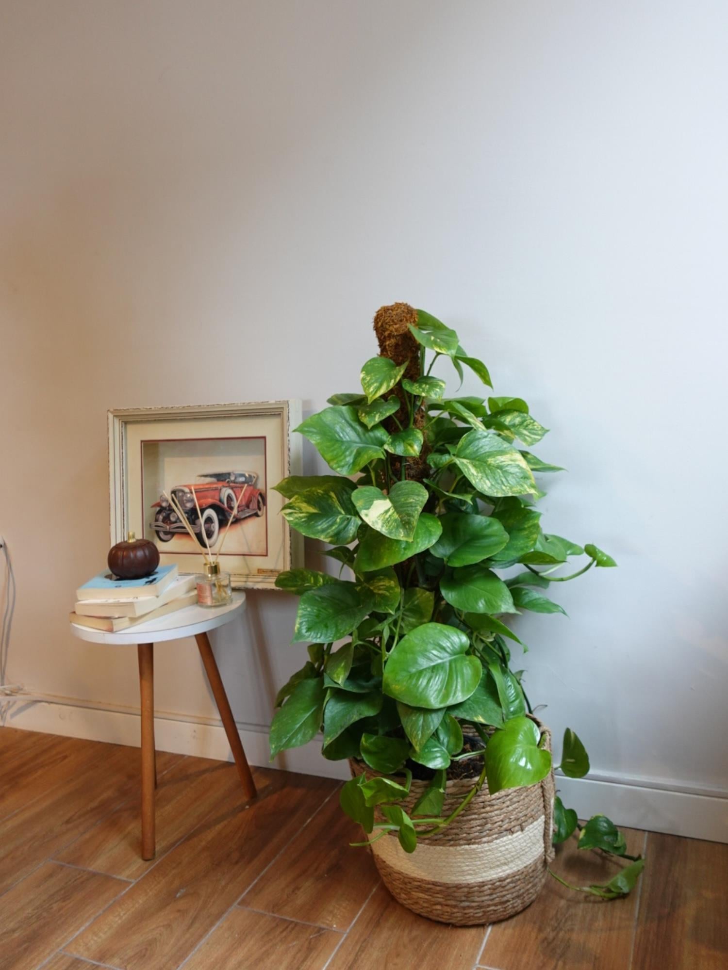 Patos Sarmaşığı Sopalı Yosun Gövdeli 120-140  Cm Pothos Epipremnum Aureum 