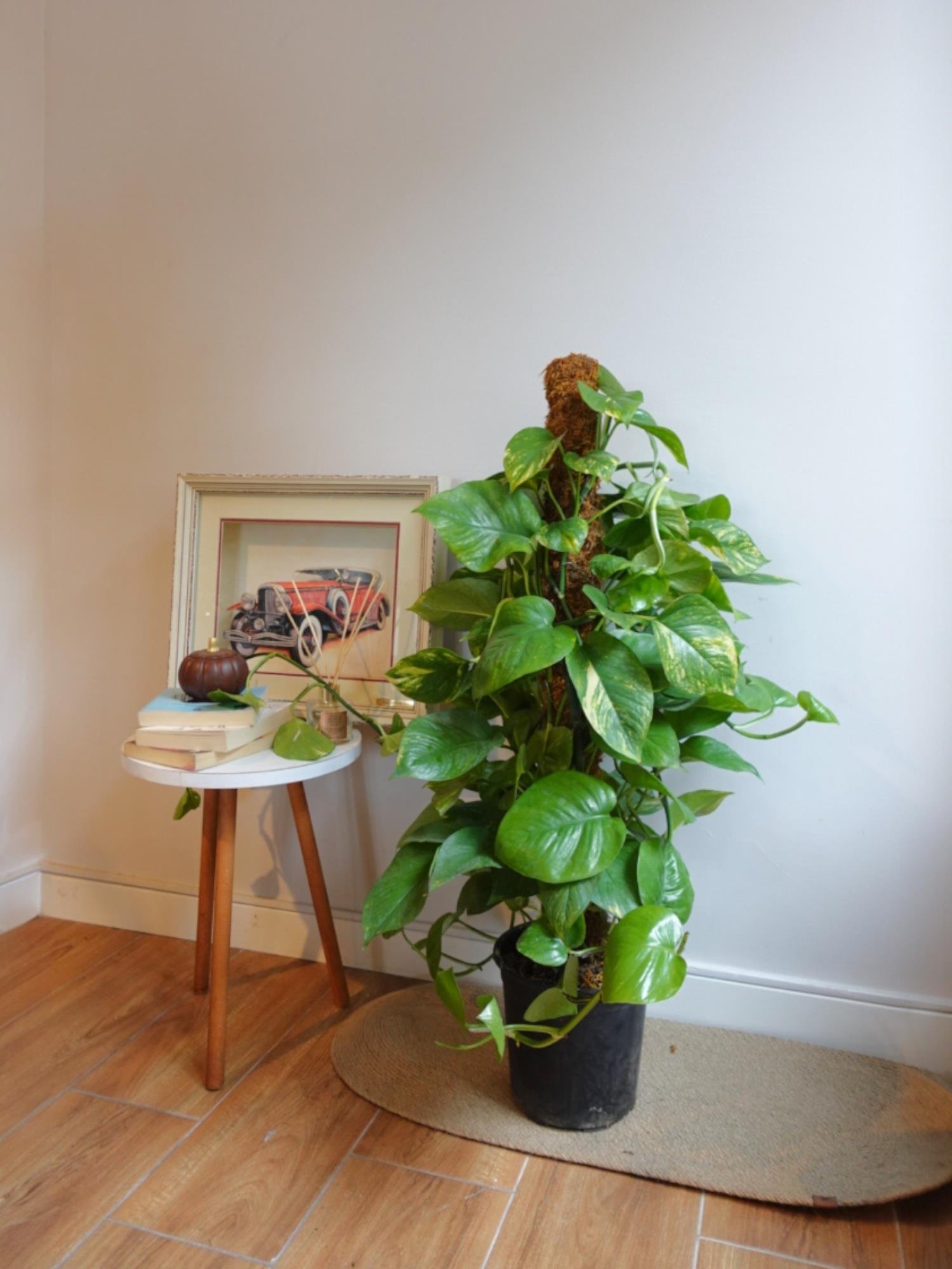 Patos Sarmaşığı Sopalı Yosun Gövdeli 120-140  Cm Pothos Epipremnum Aureum 