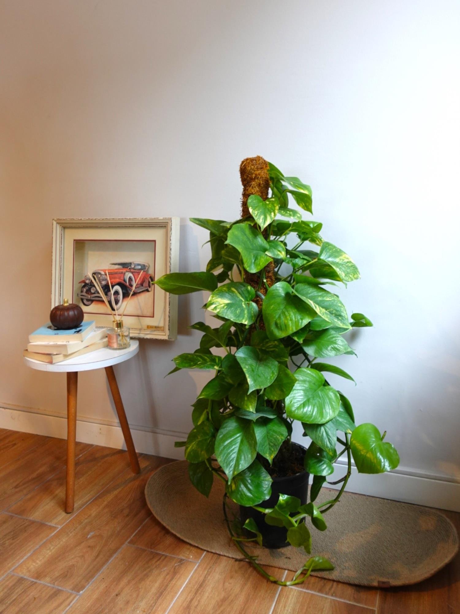 Patos Sarmaşığı Sopalı Yosun Gövdeli 120-140  Cm Pothos Epipremnum Aureum 