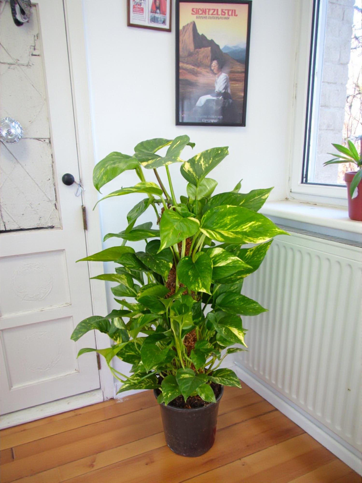 Patos Sarmaşığı Sopalı Yosun Gövdeli 90-100 Cm  Pothos Epipremnum Aureum 