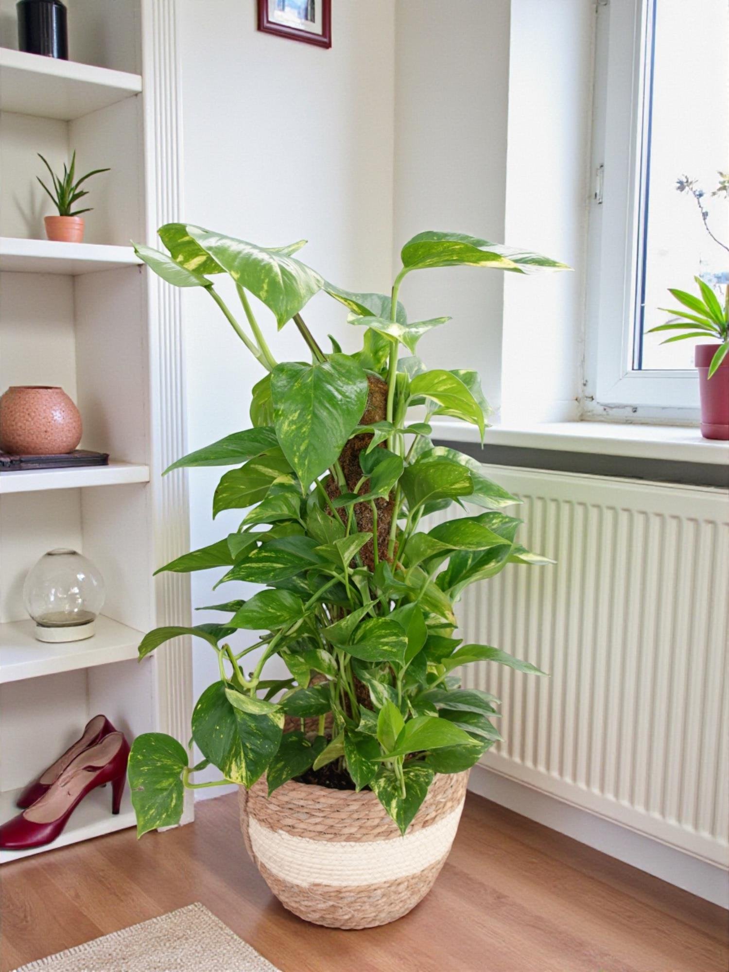 Patos Sarmaşığı Sopalı Yosun Gövdeli 90-100 Cm  Pothos Epipremnum Aureum 