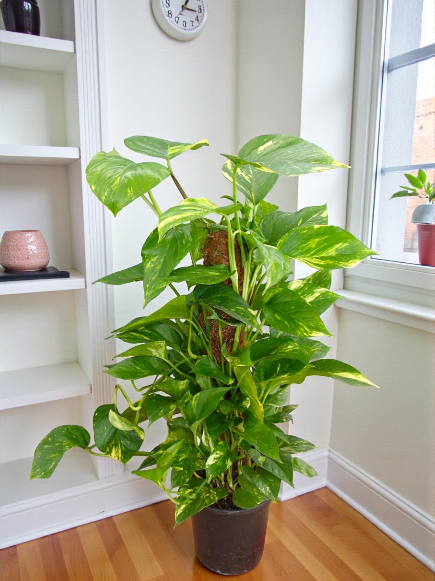 Patos Sarmaşığı Sopalı Yosun Gövdeli 90-100 Cm  Pothos Epipremnum Aureum 