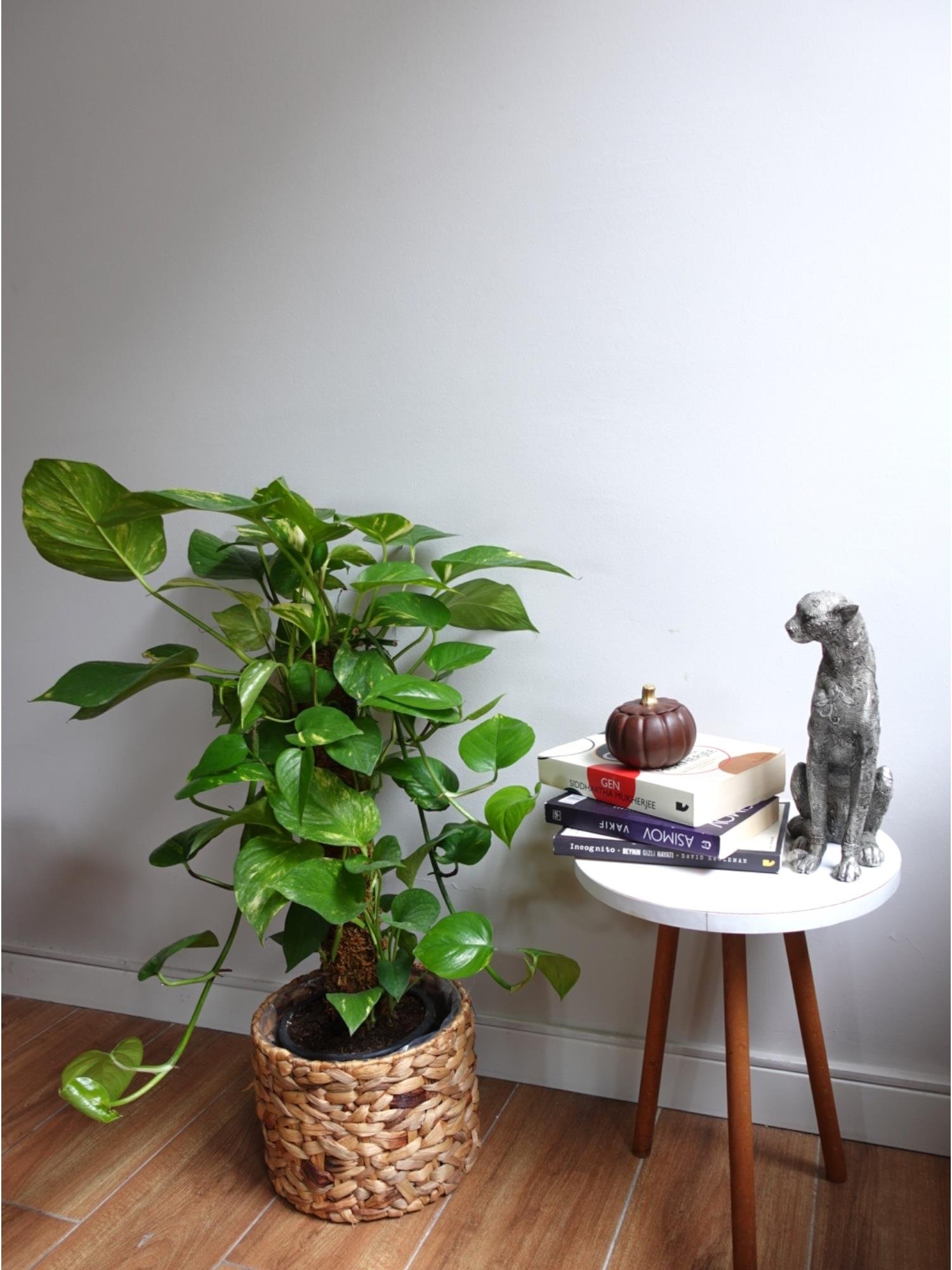 Patos Sarmaşığı Sopalı Yosun Gövdeli 90-100 Cm  Pothos Epipremnum Aureum 