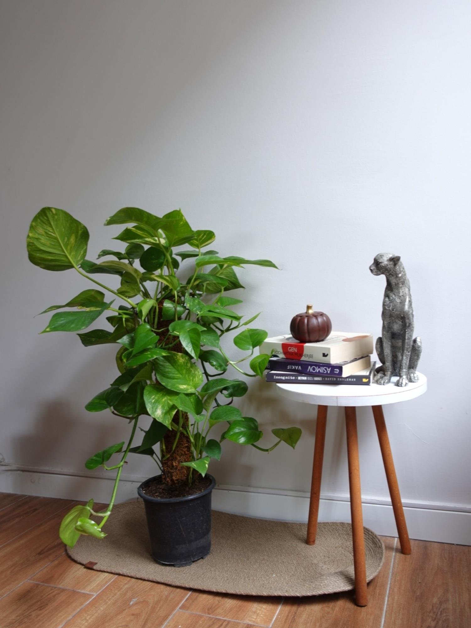 Patos Sarmaşığı Sopalı Yosun Gövdeli 90-100 Cm  Pothos Epipremnum Aureum 