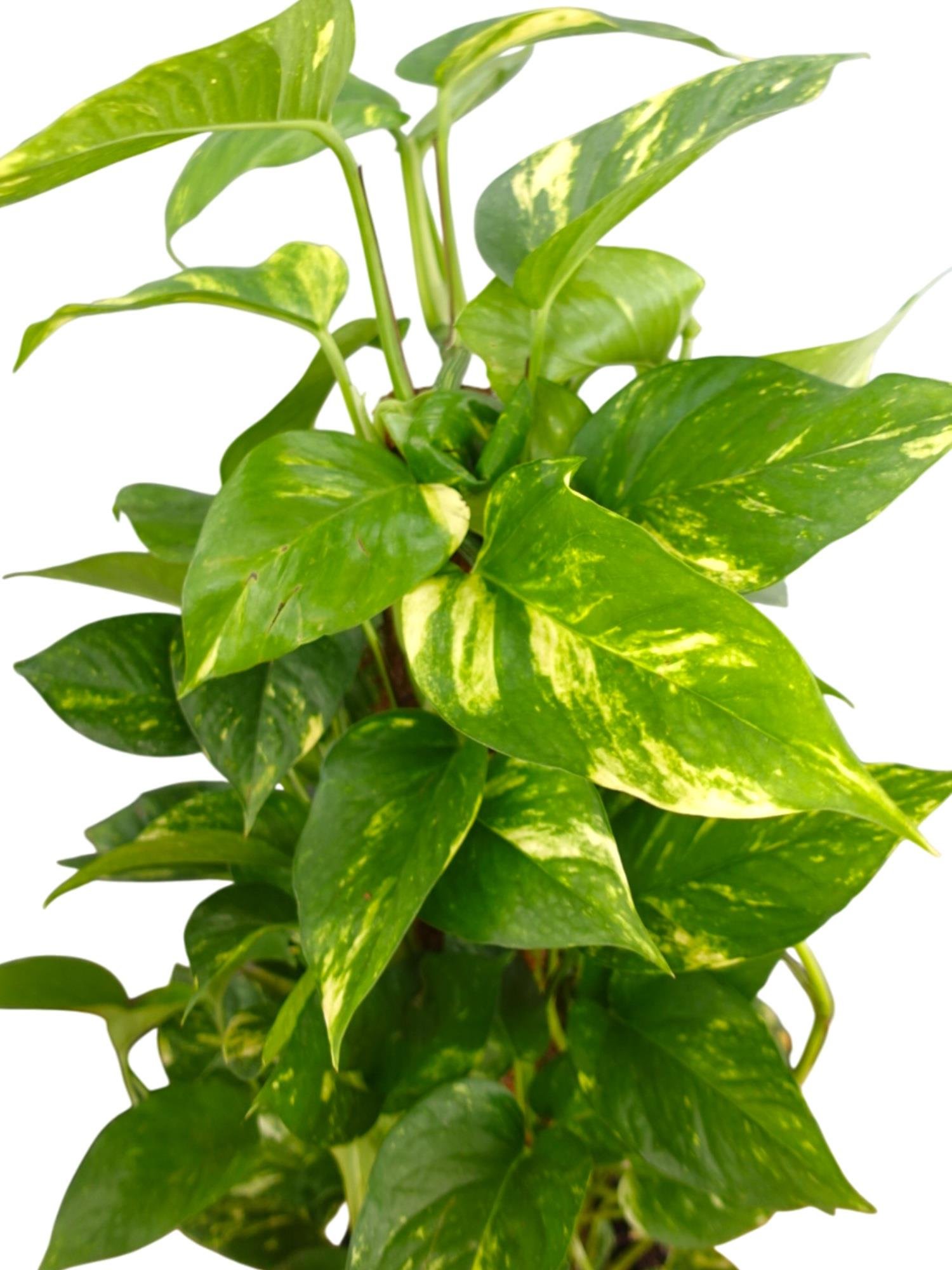 Patos Sarmaşığı Sopalı Yosun Gövdeli 90-100 Cm  Pothos Epipremnum Aureum 