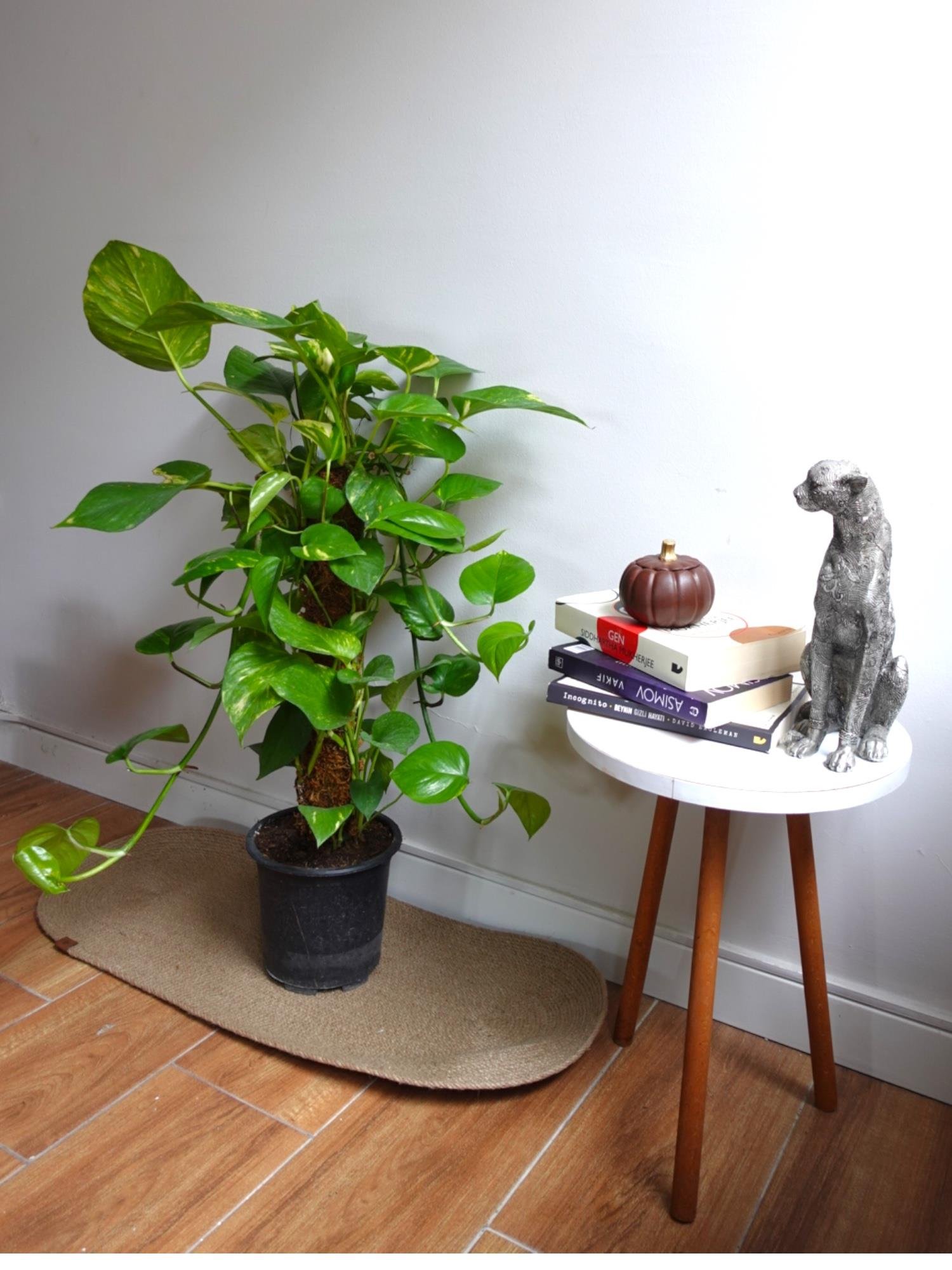 Patos Sarmaşığı Sopalı Yosun Gövdeli 90-100 Cm  Pothos Epipremnum Aureum 
