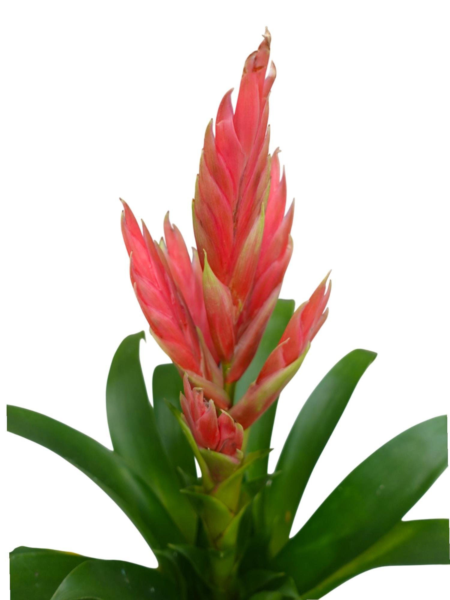 Pembe Alev Kılıcı – Vriesea Asteria (Vrezya) - Egzotik Zarafet