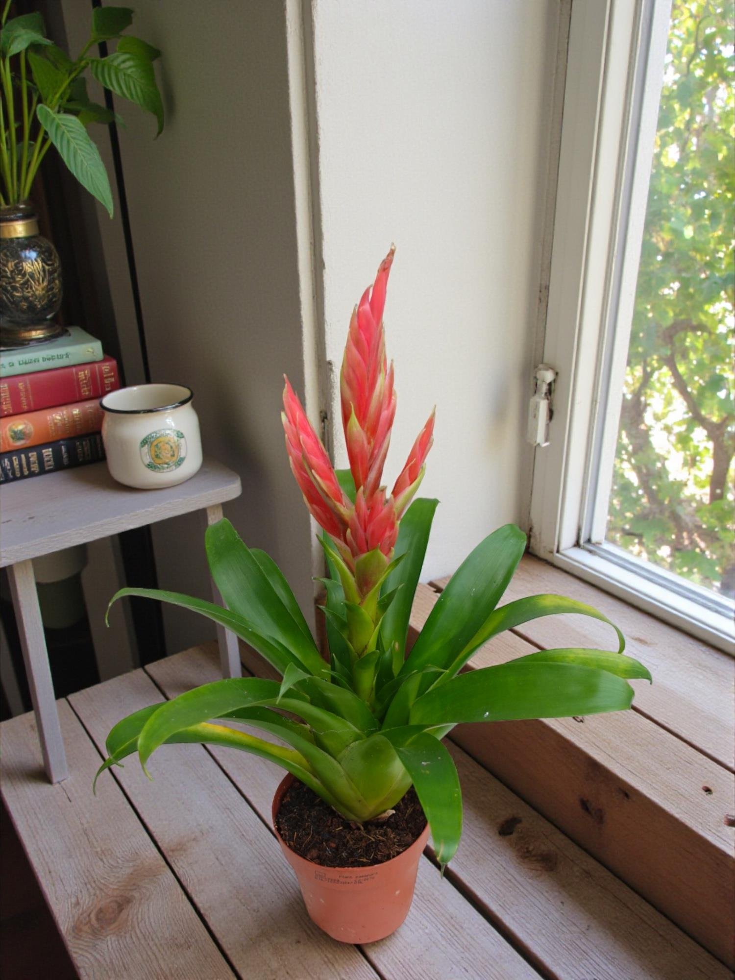 Pembe Alev Kılıcı – Vriesea Asteria (Vrezya) - Egzotik Zarafet