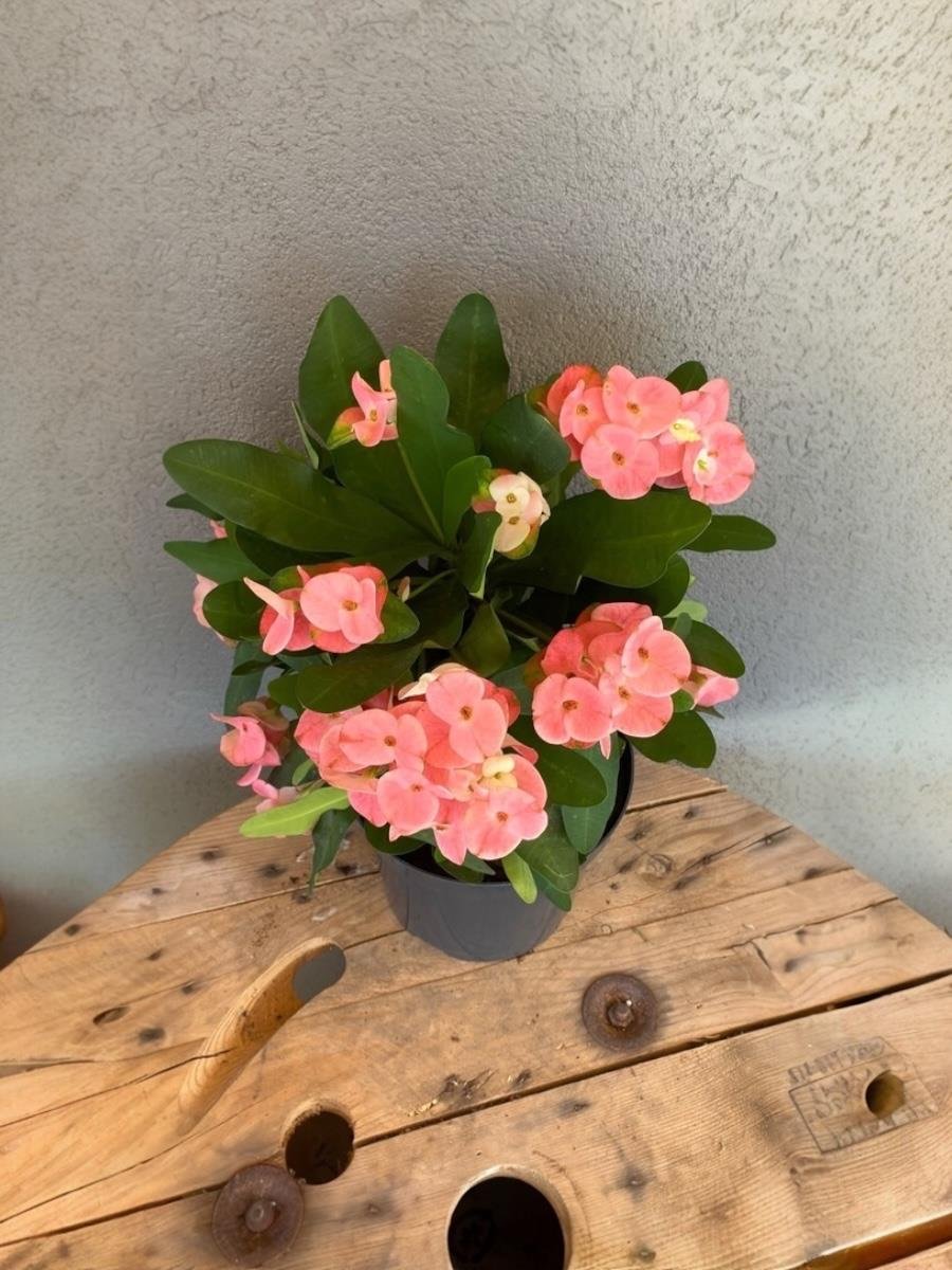 Pembe Euphorbia Milii (Dikenler Tacı) Çiçeği XL Dev Boy