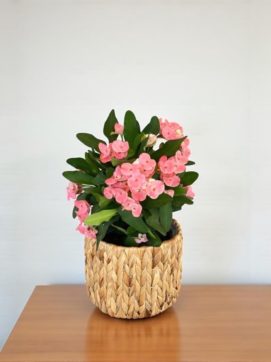 Pembe Euphorbia Milii (Dikenler Tacı) Çiçeği XL Dev Boy