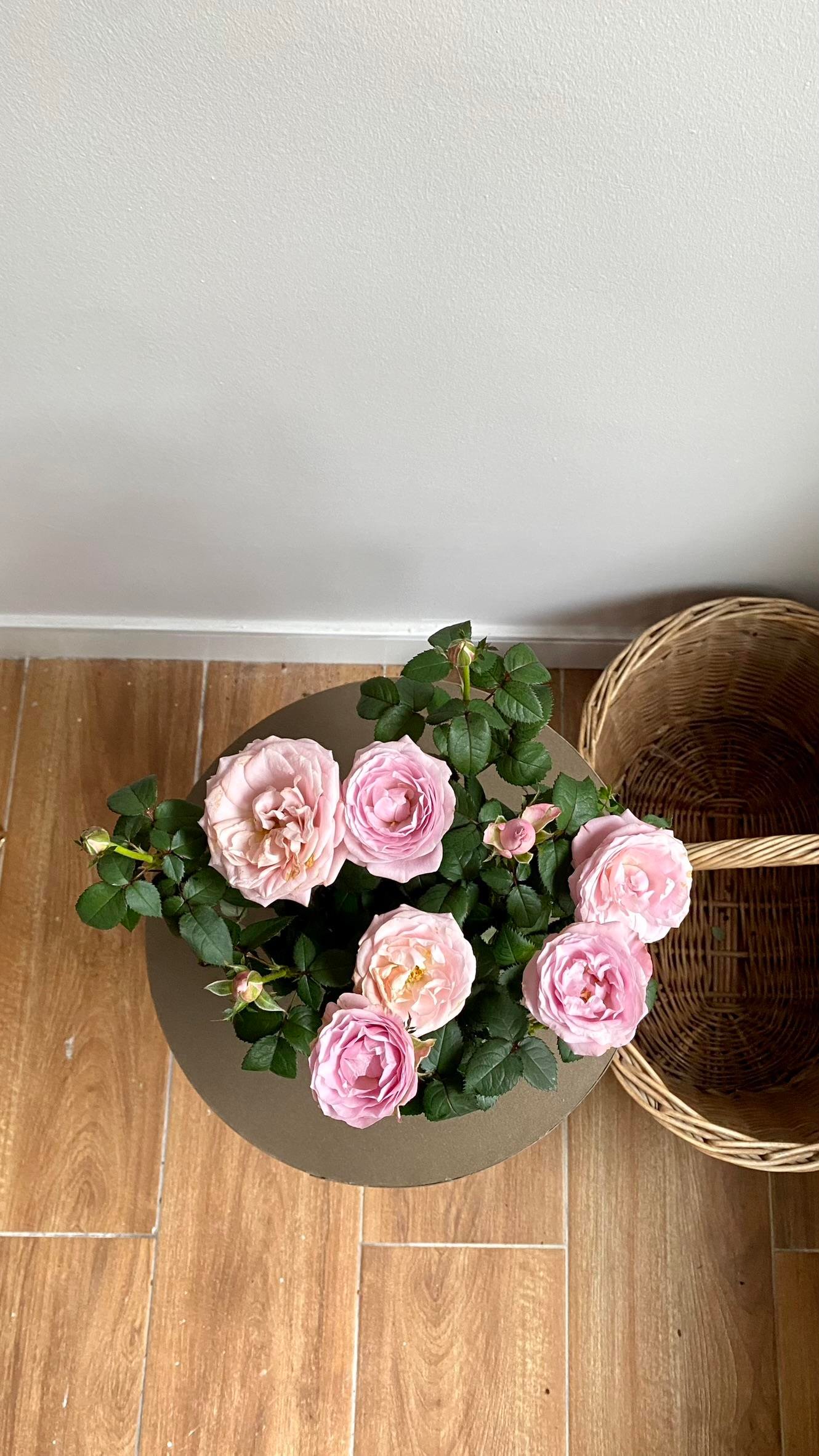 Pembe Gül-Mozart Constanze Rose 